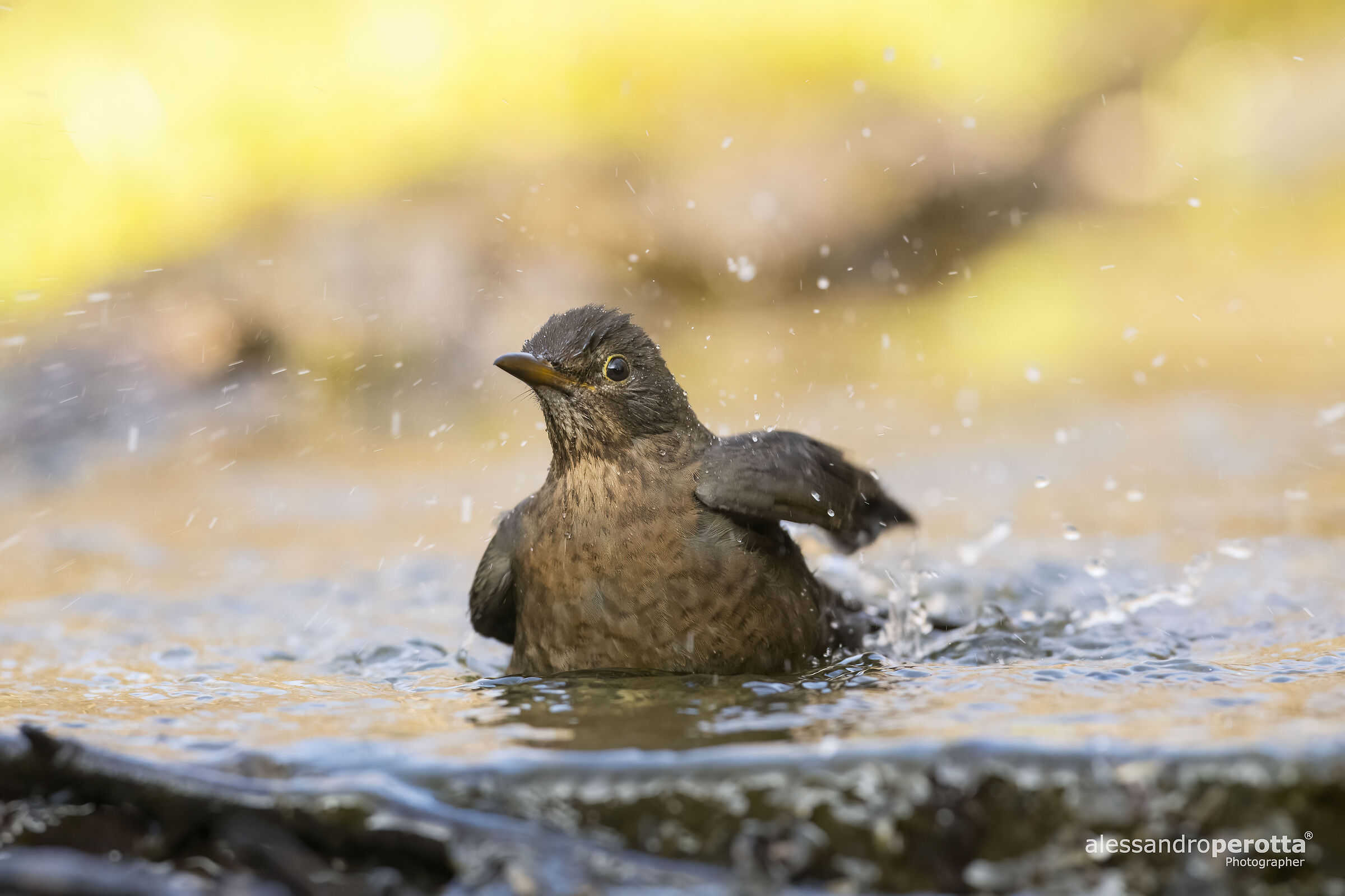 Merula turdus