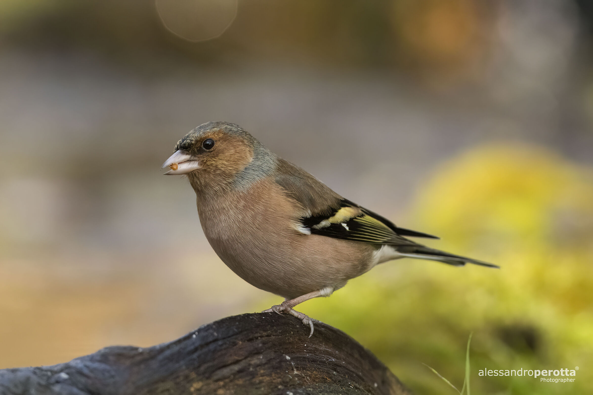 Fringilla coelebs