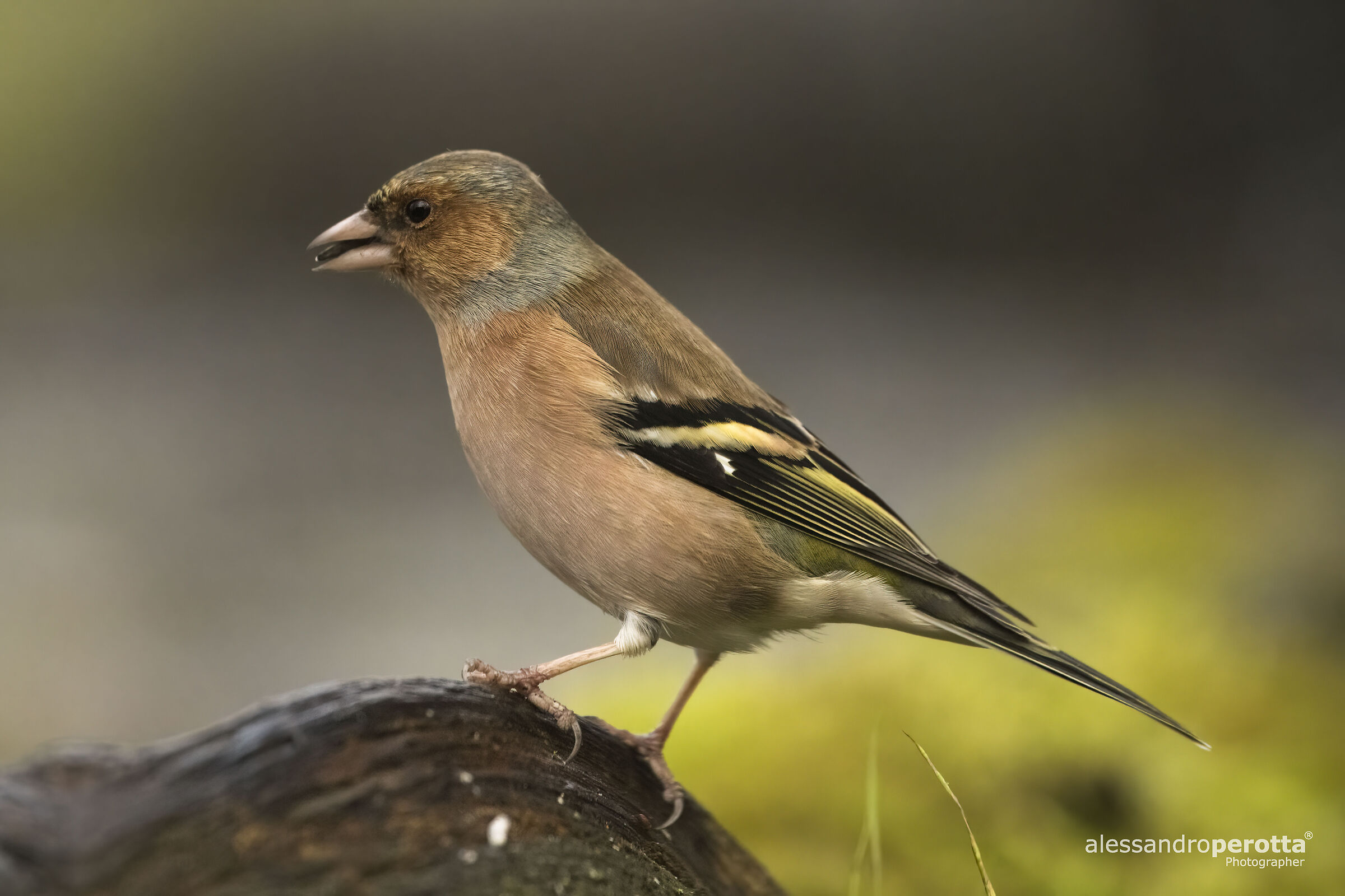 Fringilla coelebs
