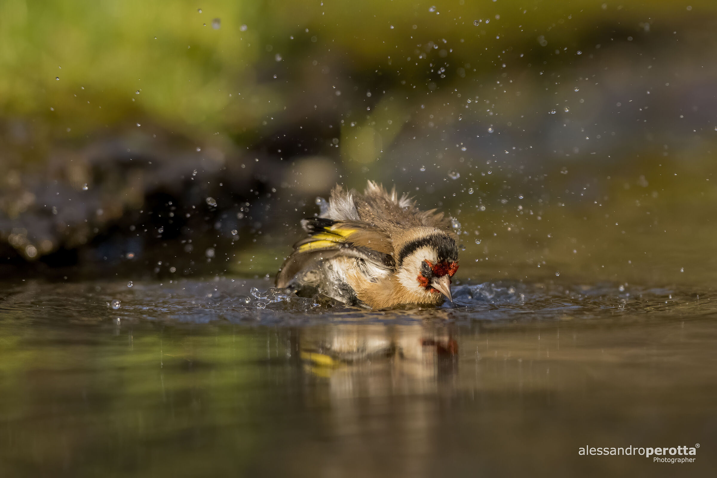 Carduelis carduelis