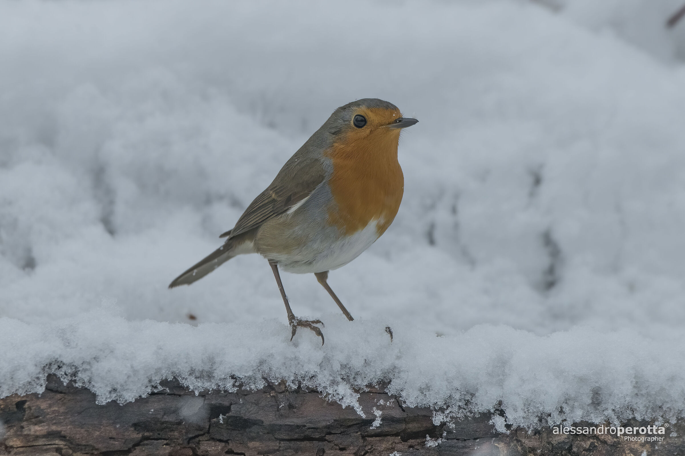 Rubecula's erithacus