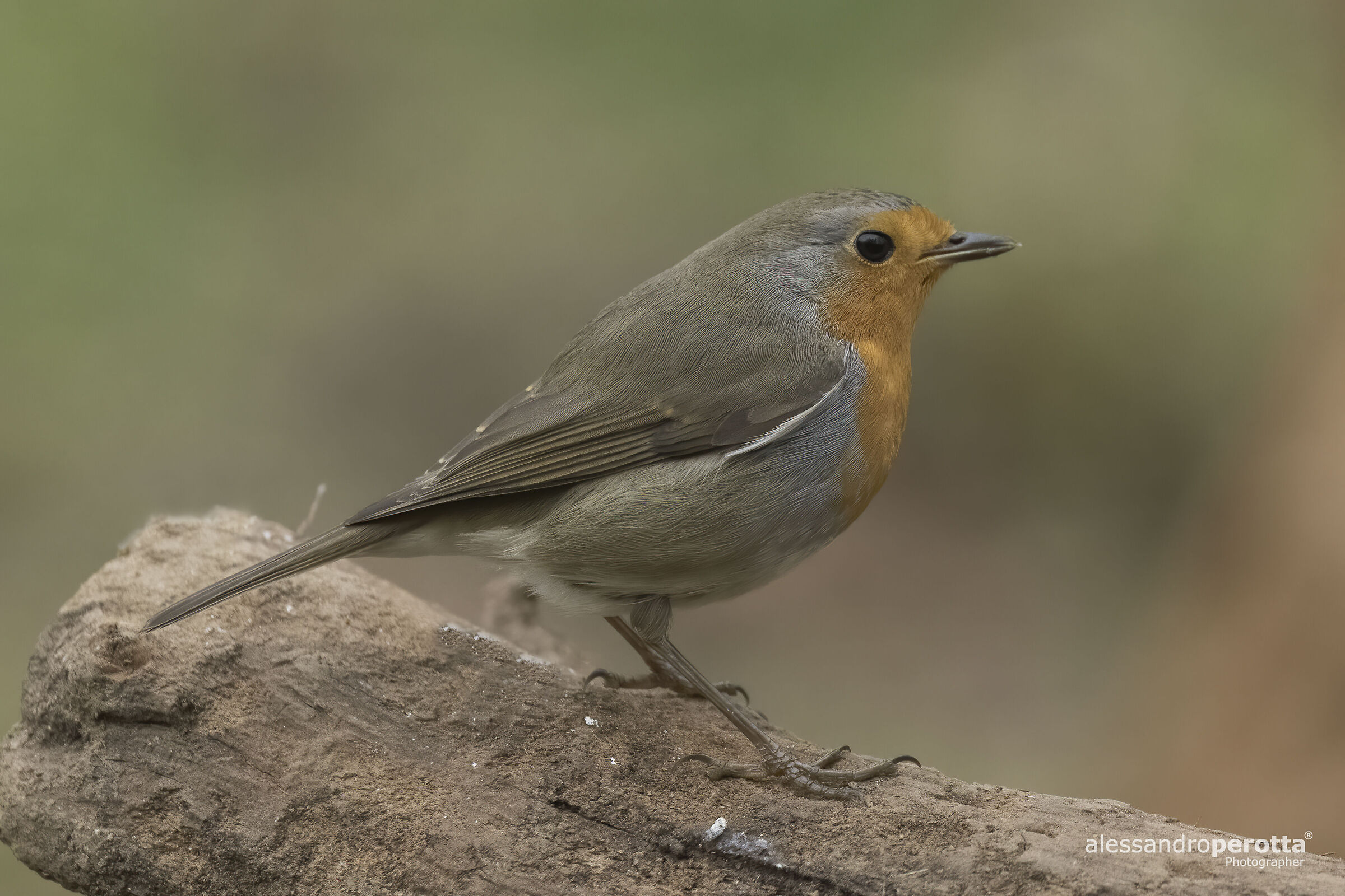 Erithacus rubecula