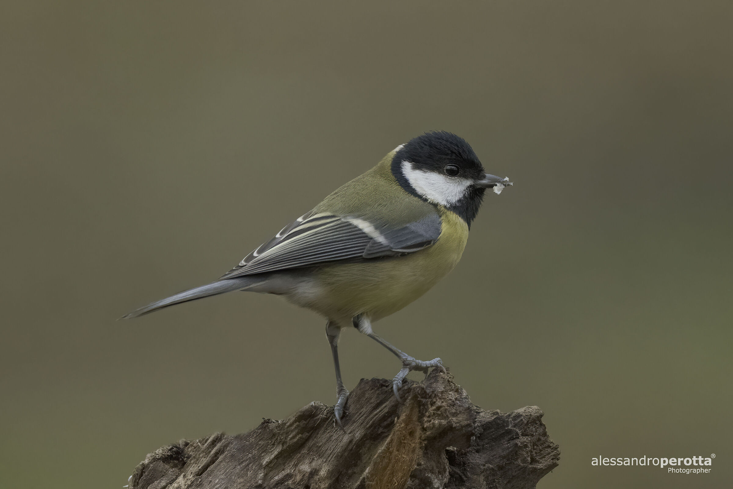 Parus major