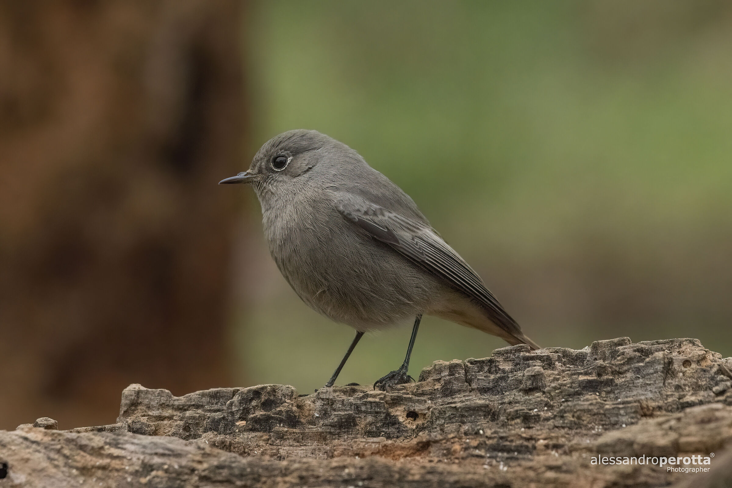 Ochruros phoenicurus
