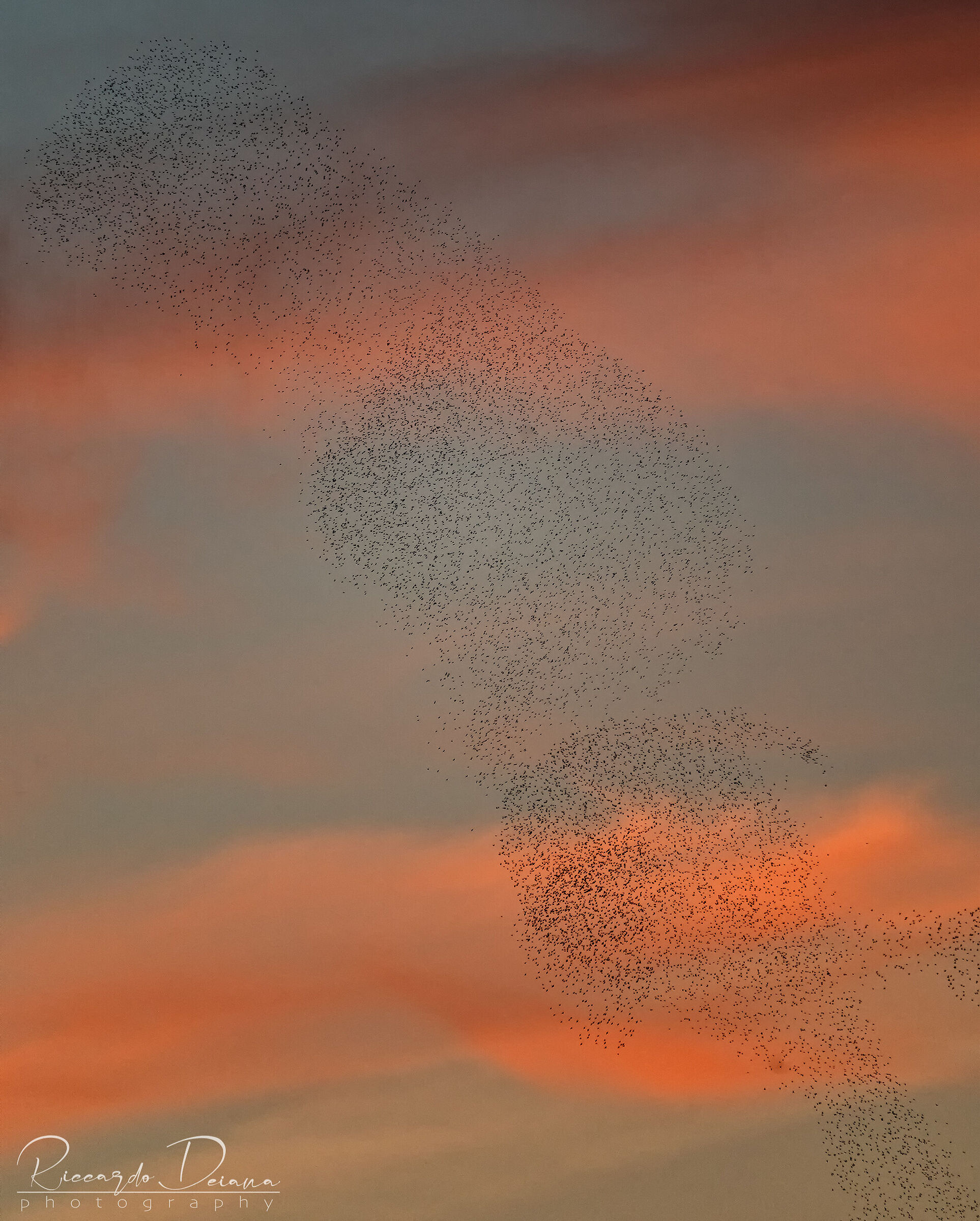 Danza al tramonto