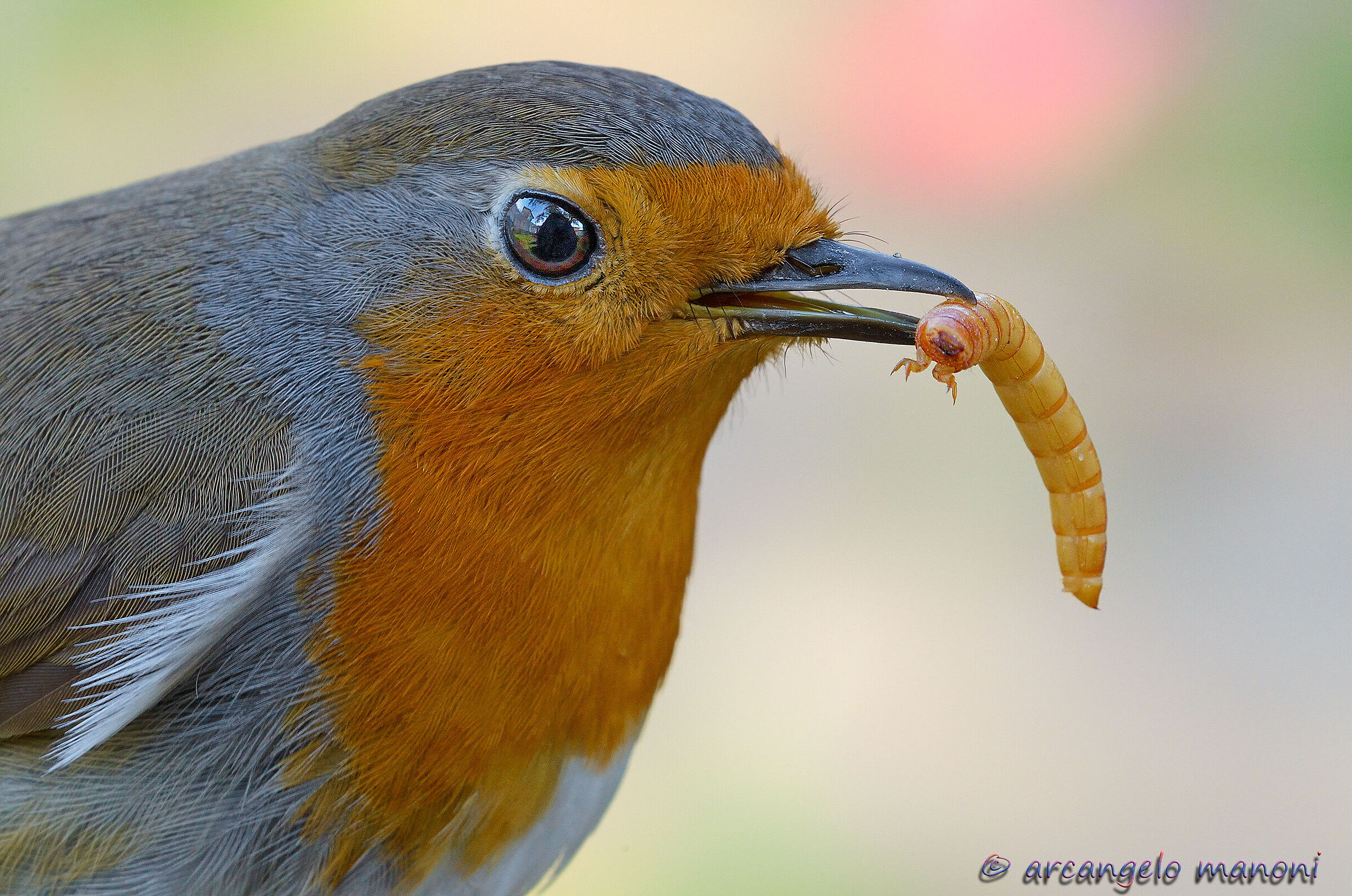 Negli occhi il mio capanno e nel becco il regalo per te