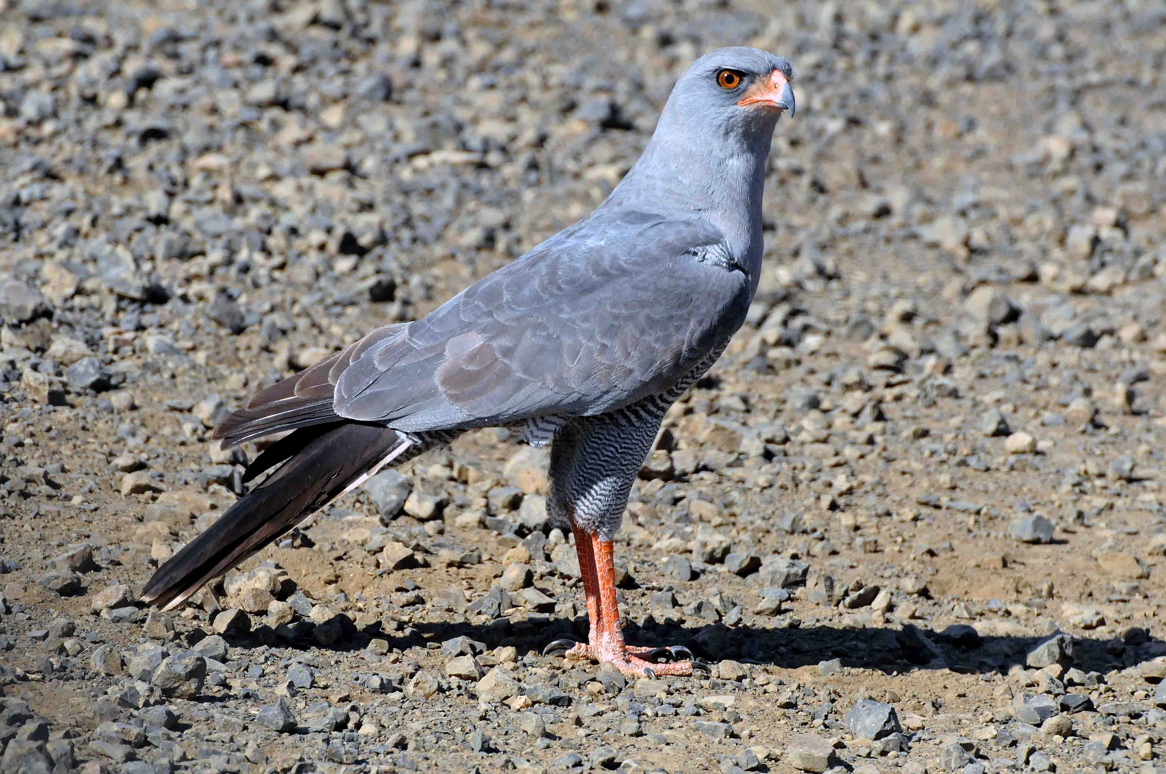Dark Chanting Goshawk