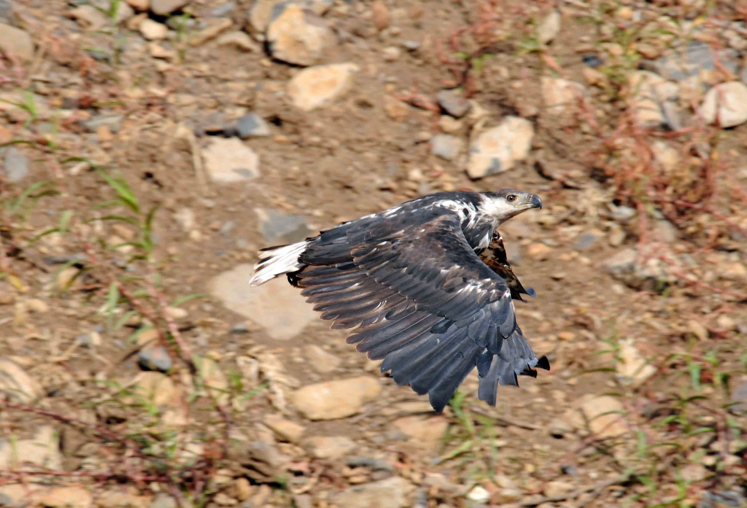 African Fish Eagle imm.
