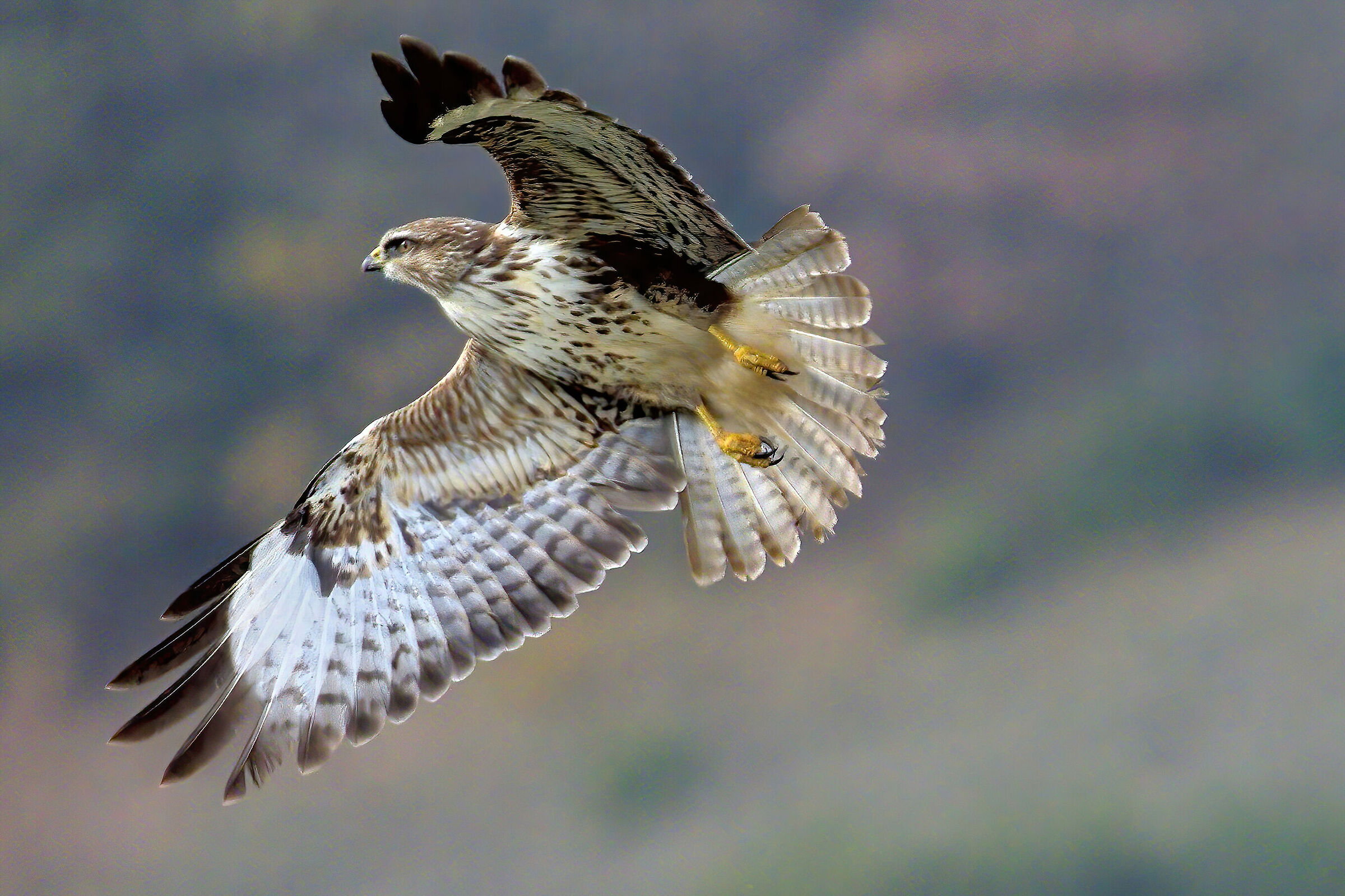 Poiana comune (Buteo buteo)