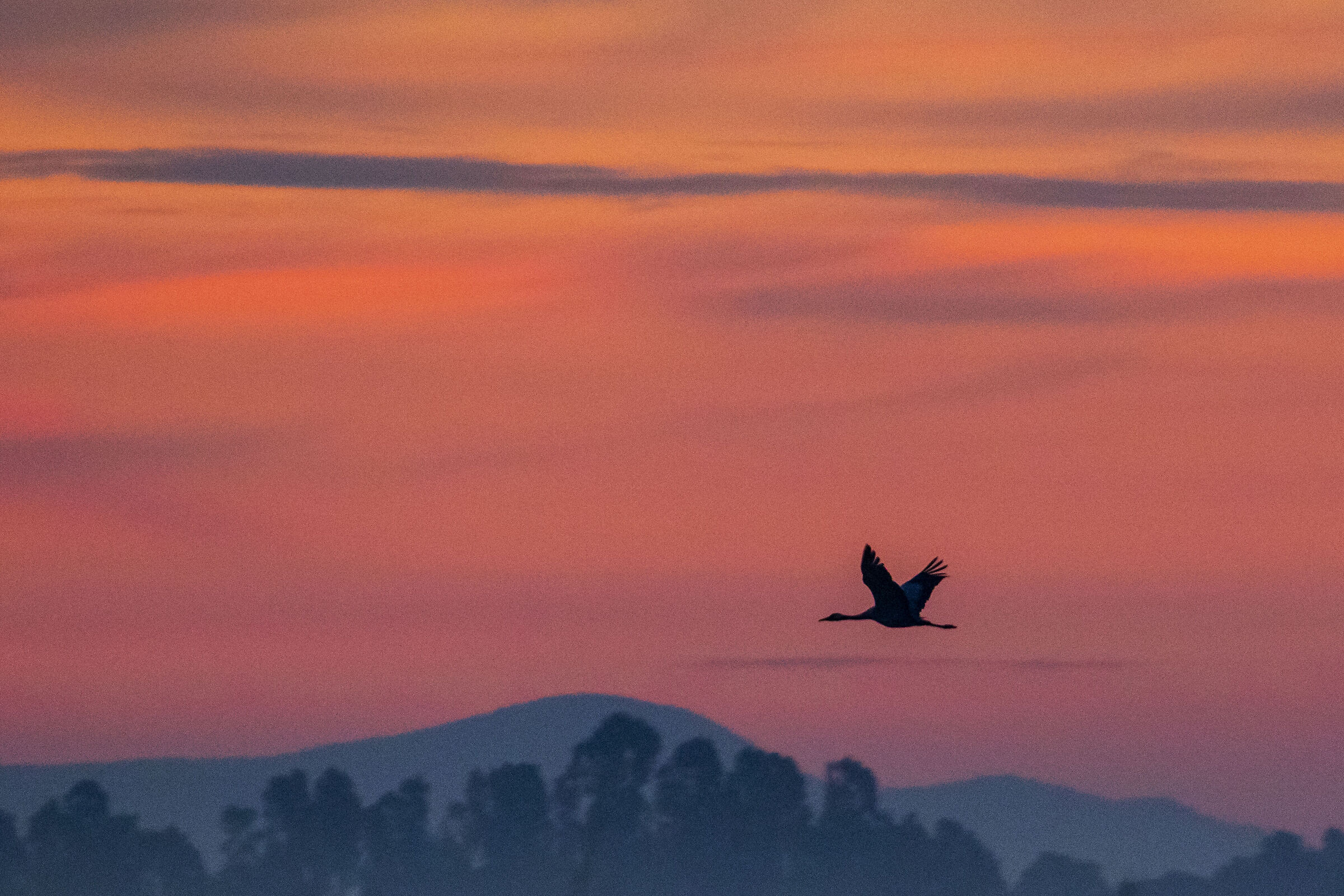 Gru all'alba maremma toscana