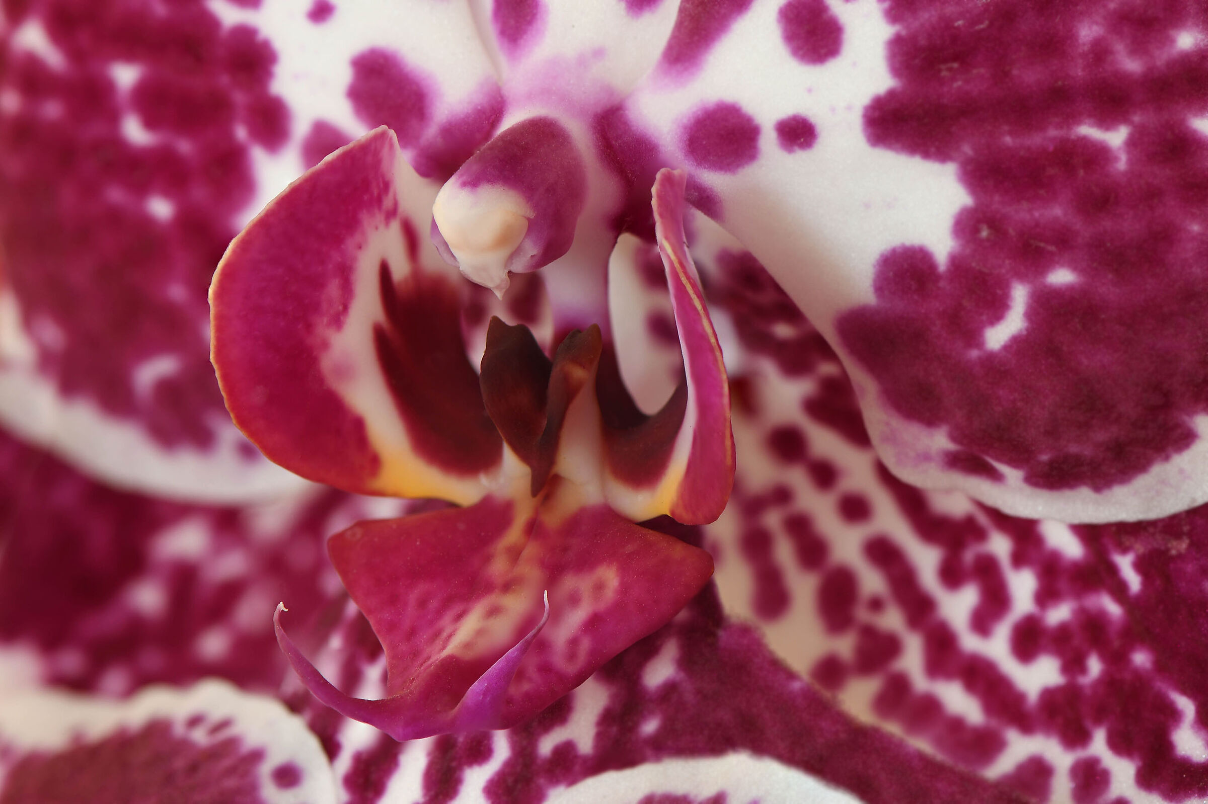 Orchid inside.