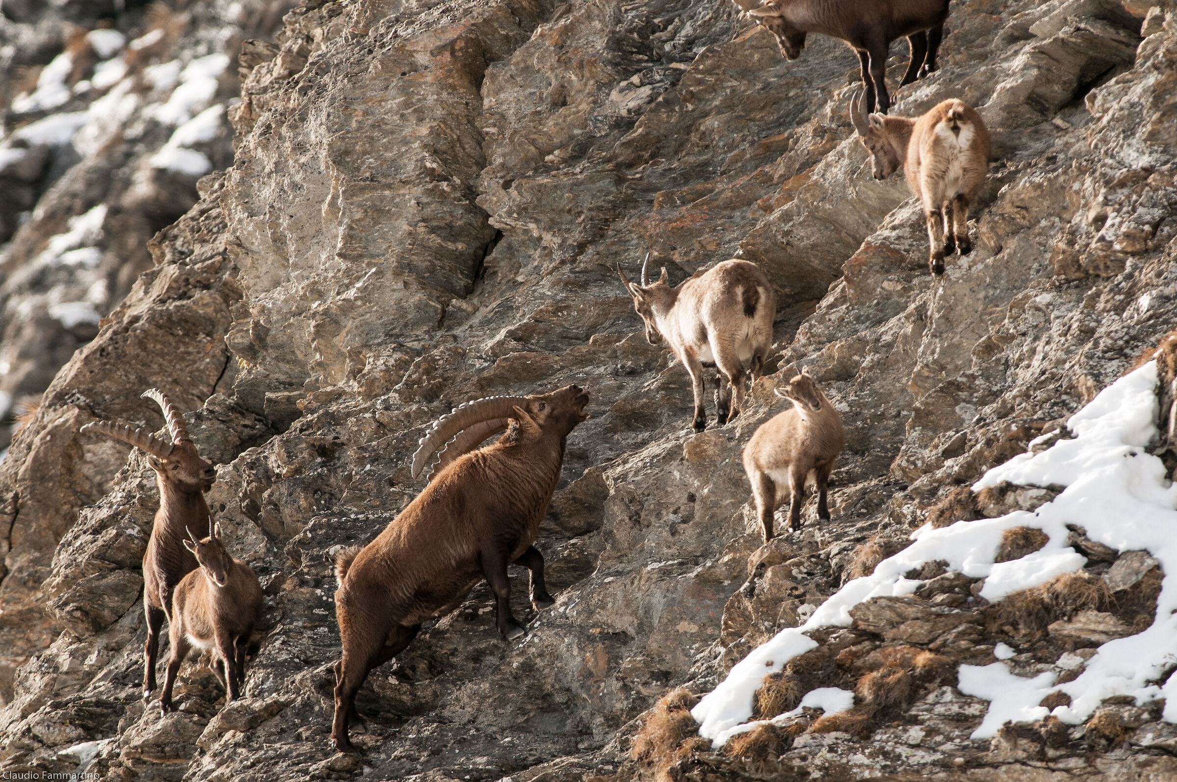 season of ibex loves