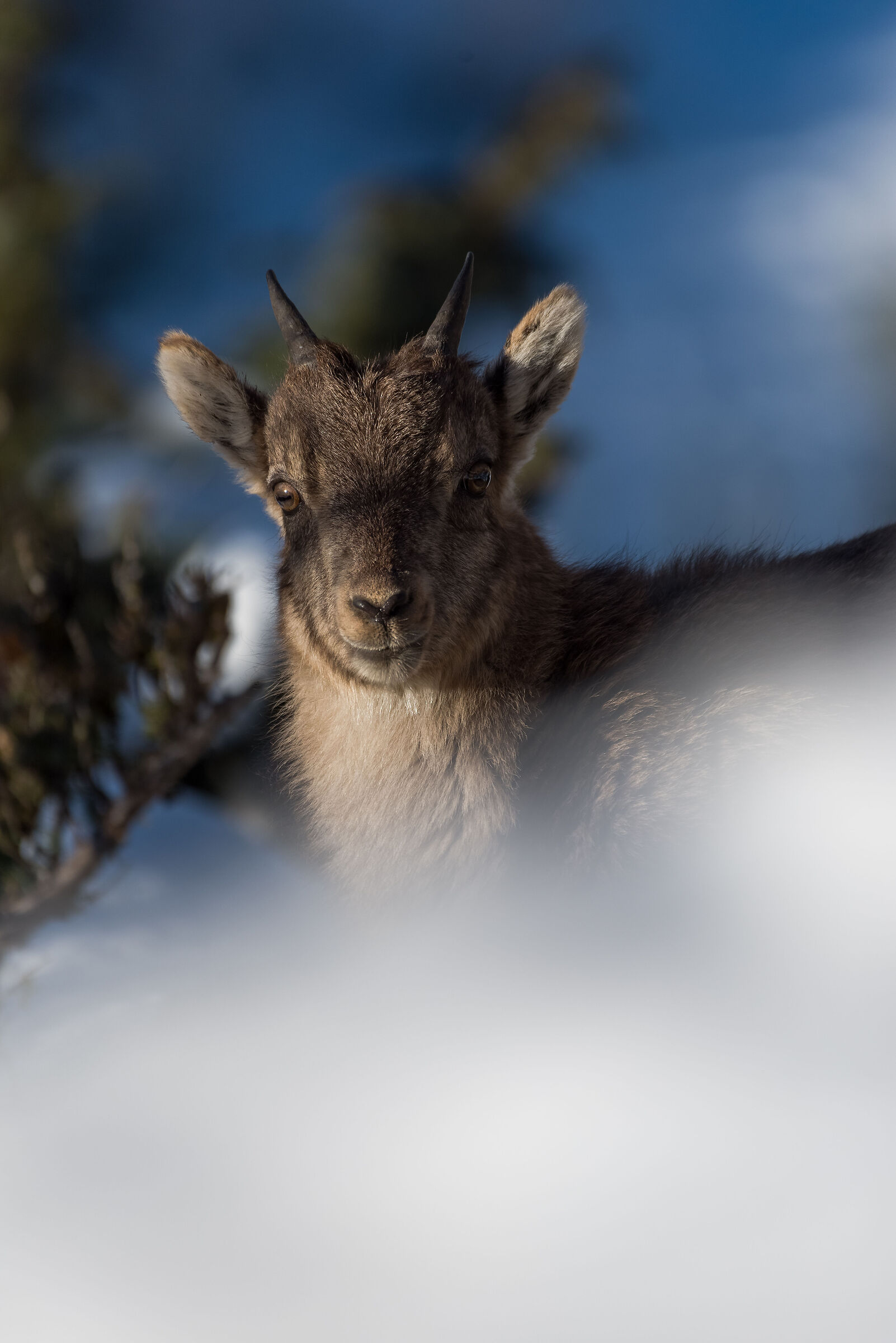 Ibex puppy