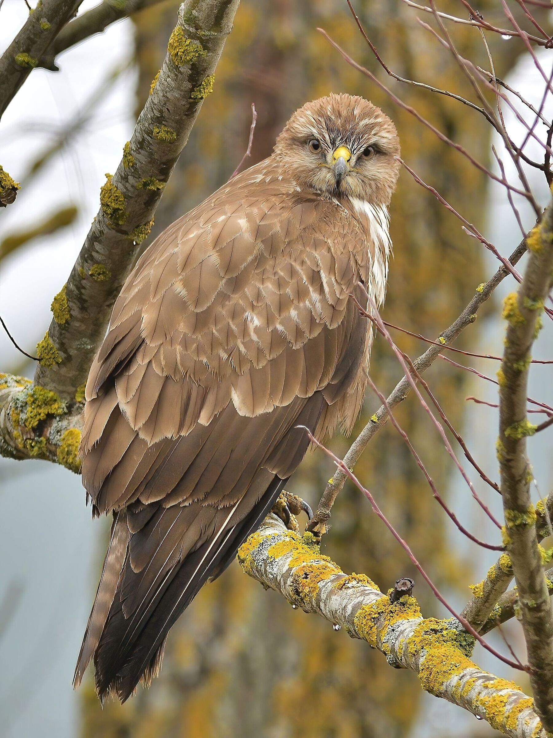 Poiana comune (Buteo buteo)