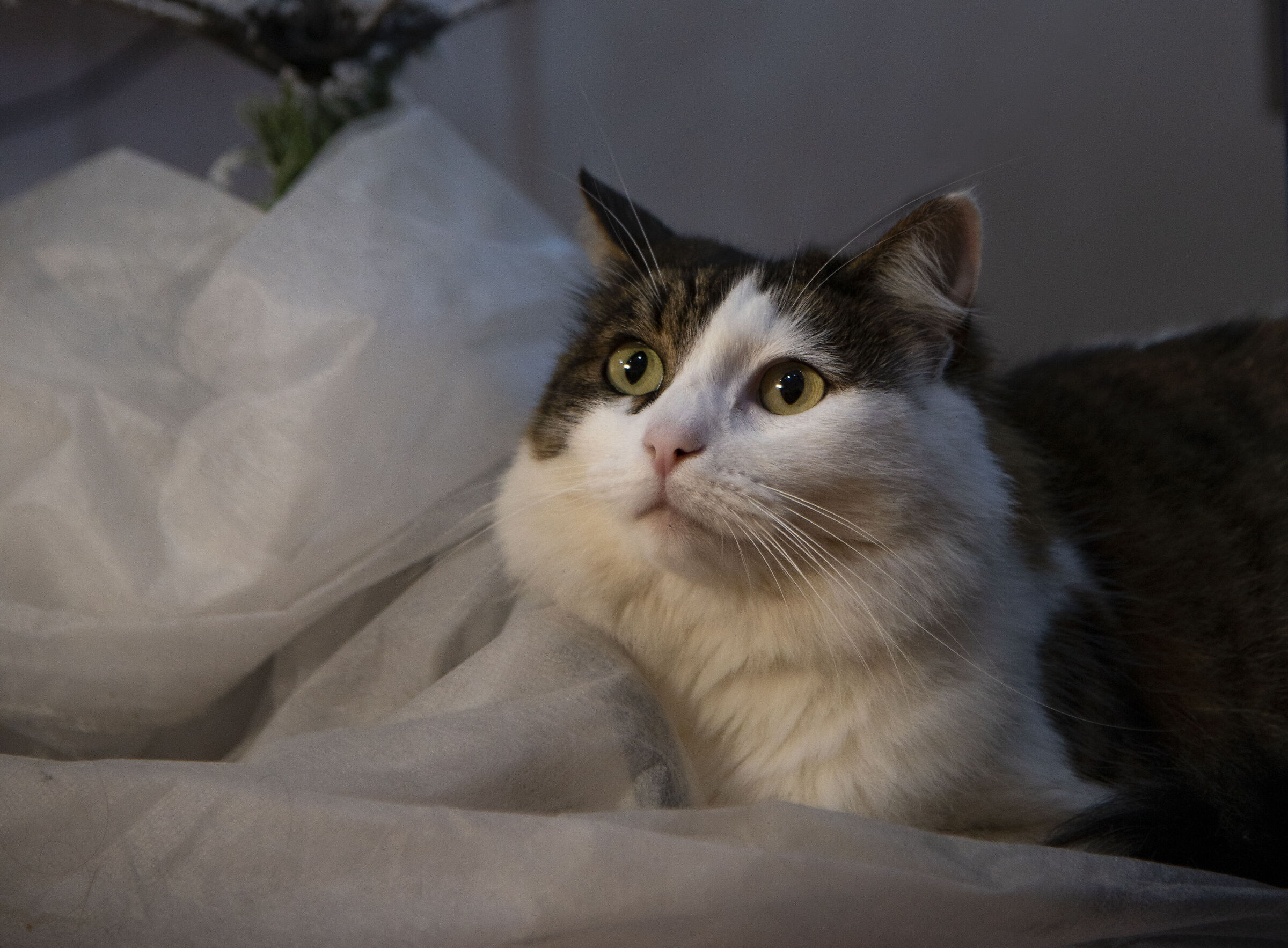 Waiting for Christmas