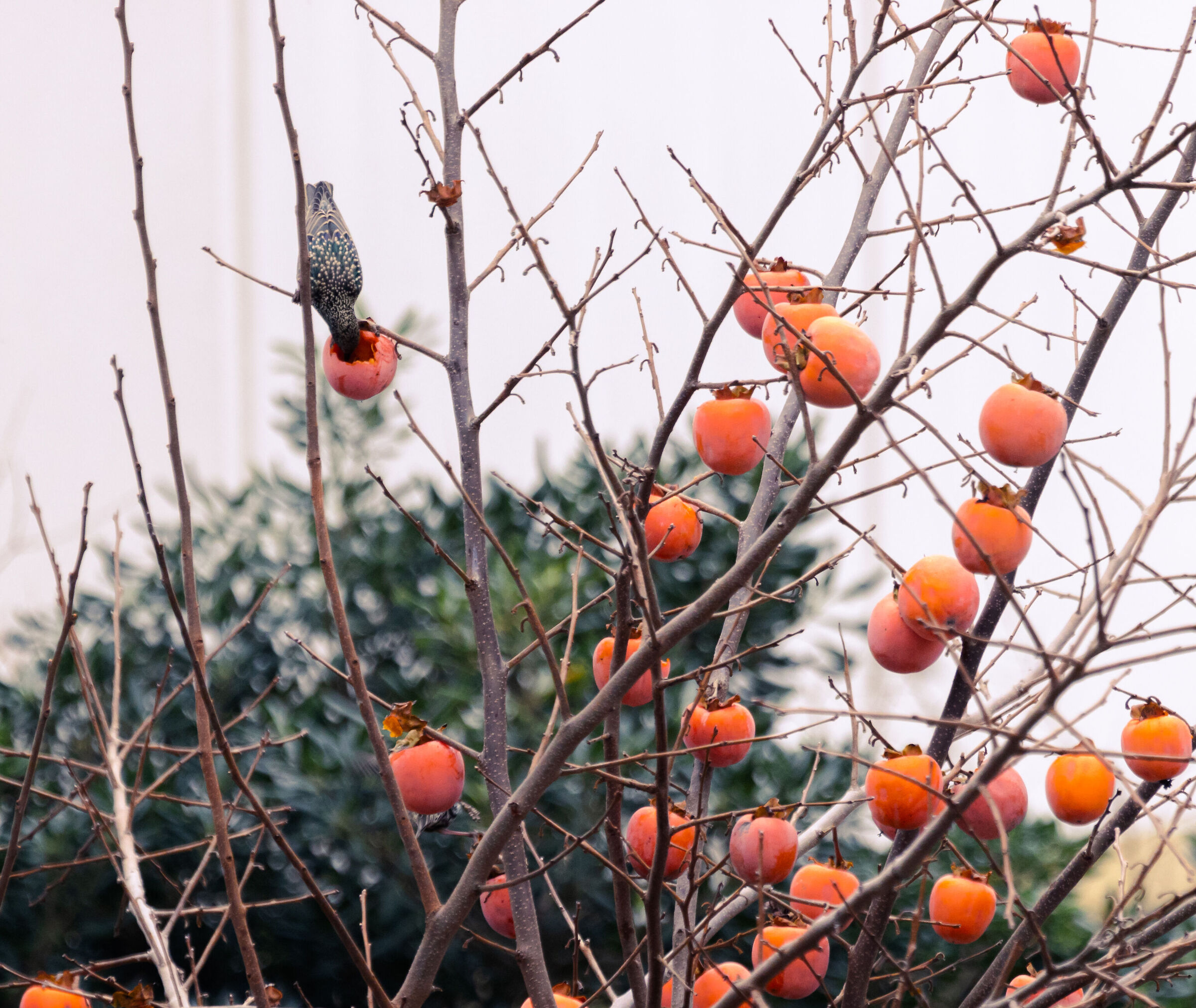 Sweet packed breakfast