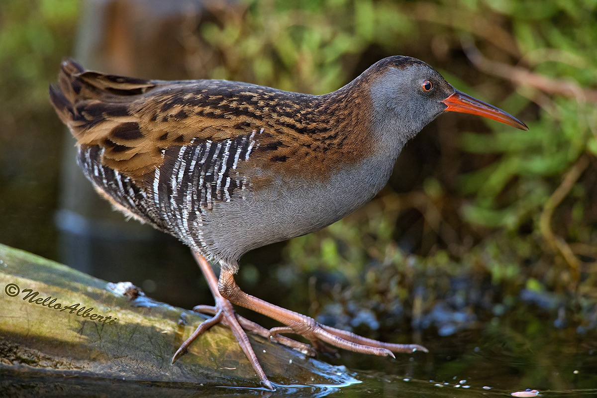 porciglione to 8000 ISO