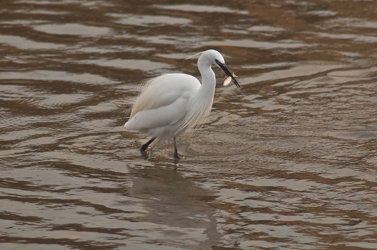 Egret
