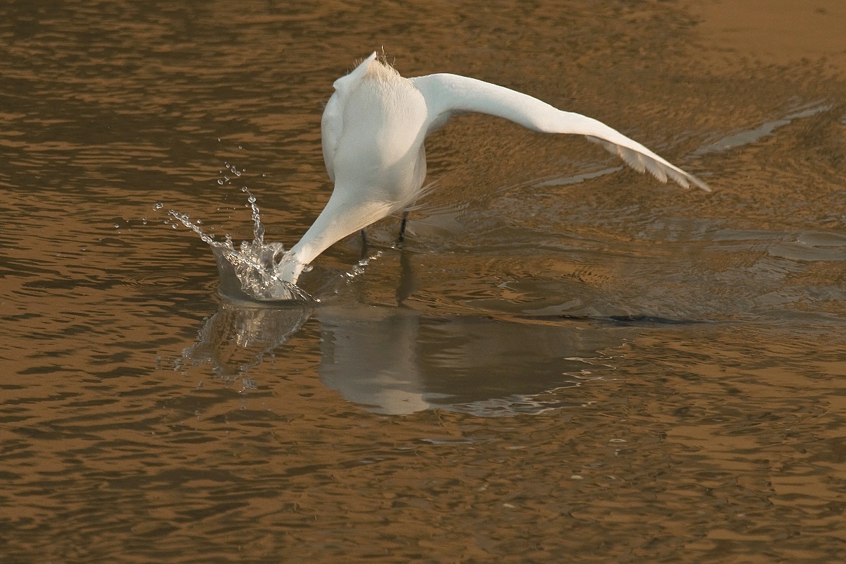 Egret at sunset