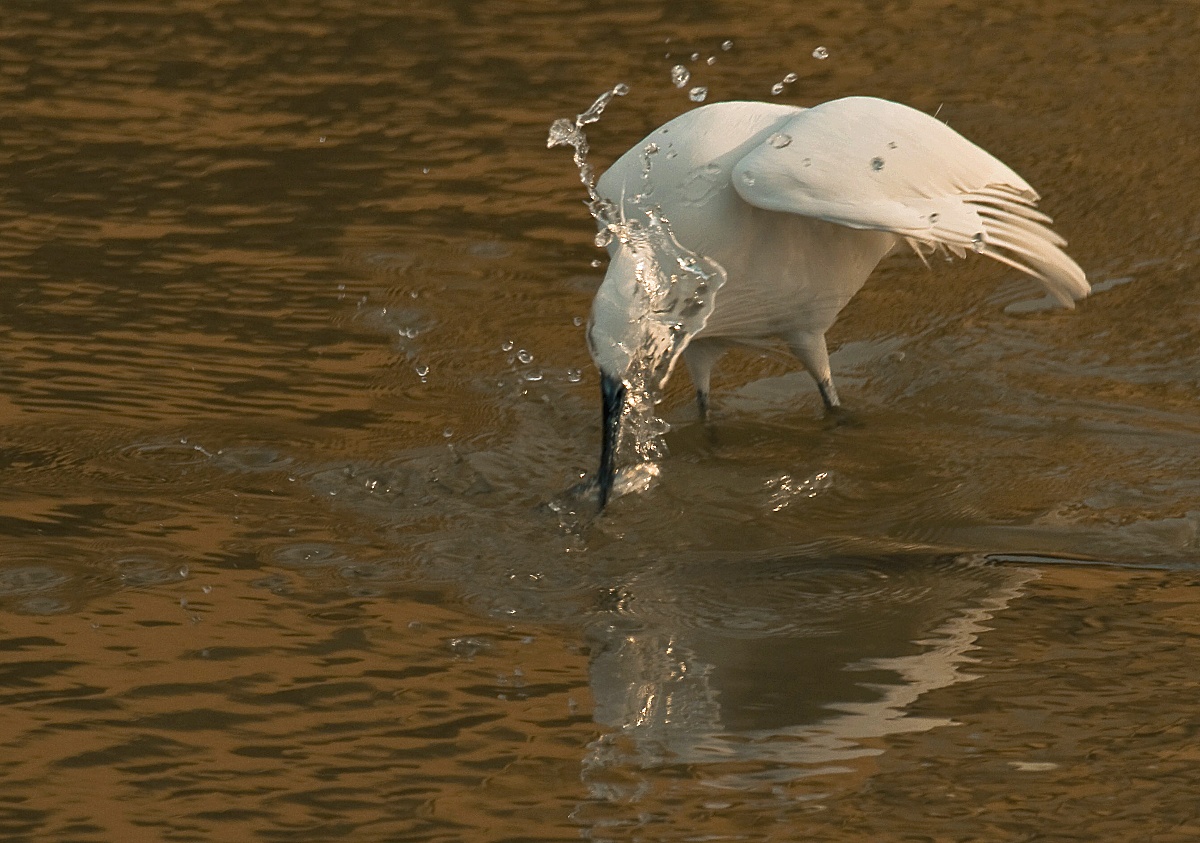 Egret fishing in
