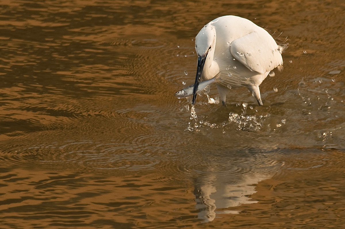 Egret fishing in