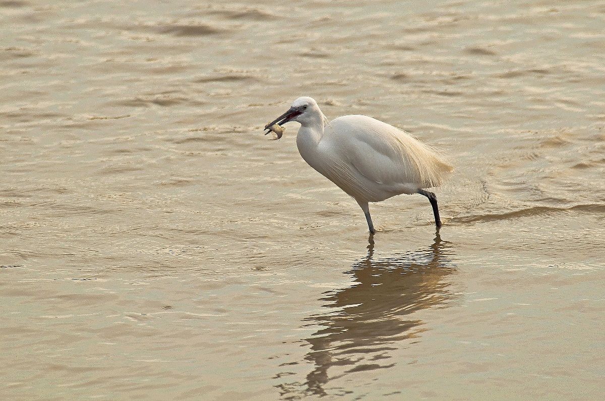 Egret at sunset