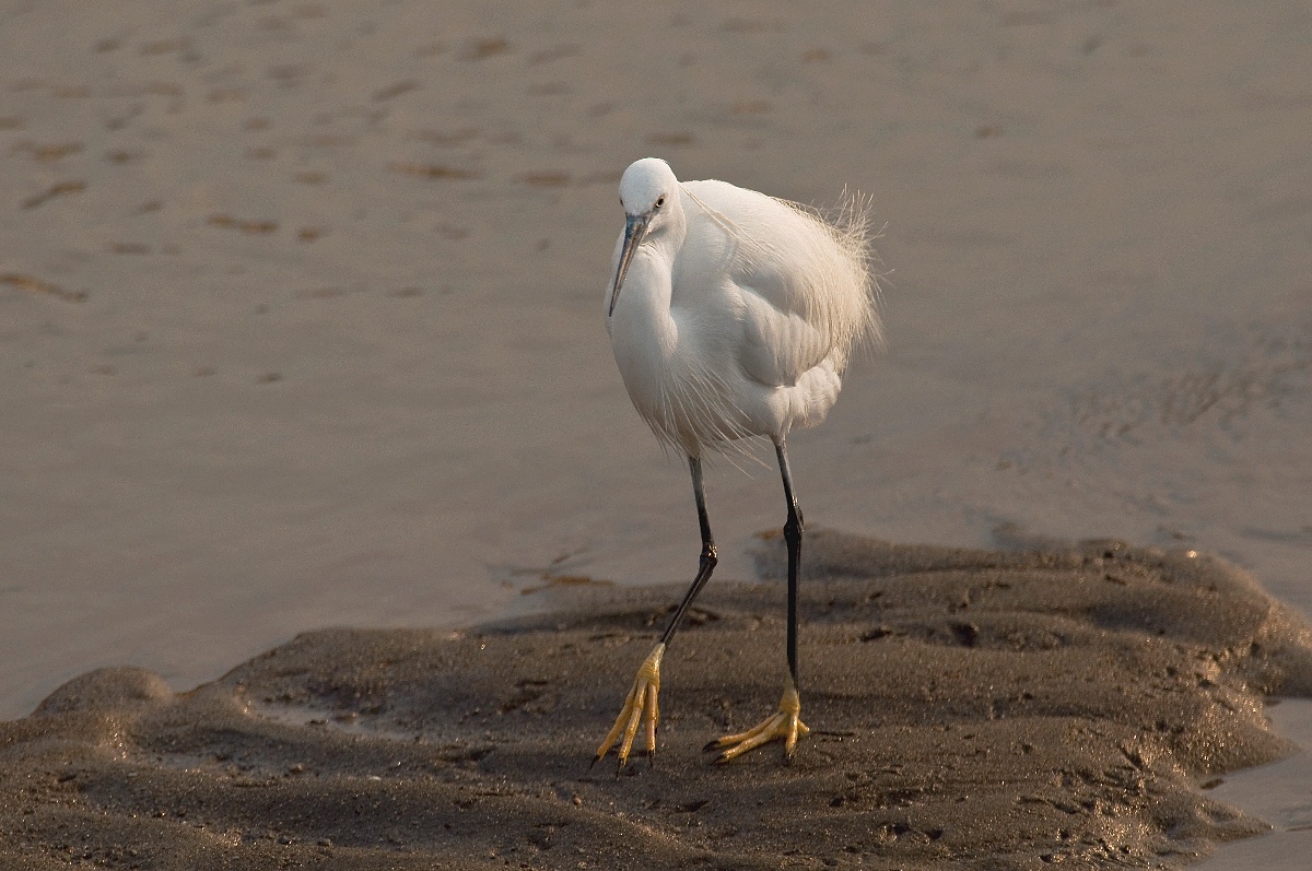 Egret