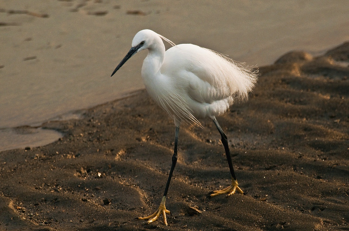 Egret elegance
