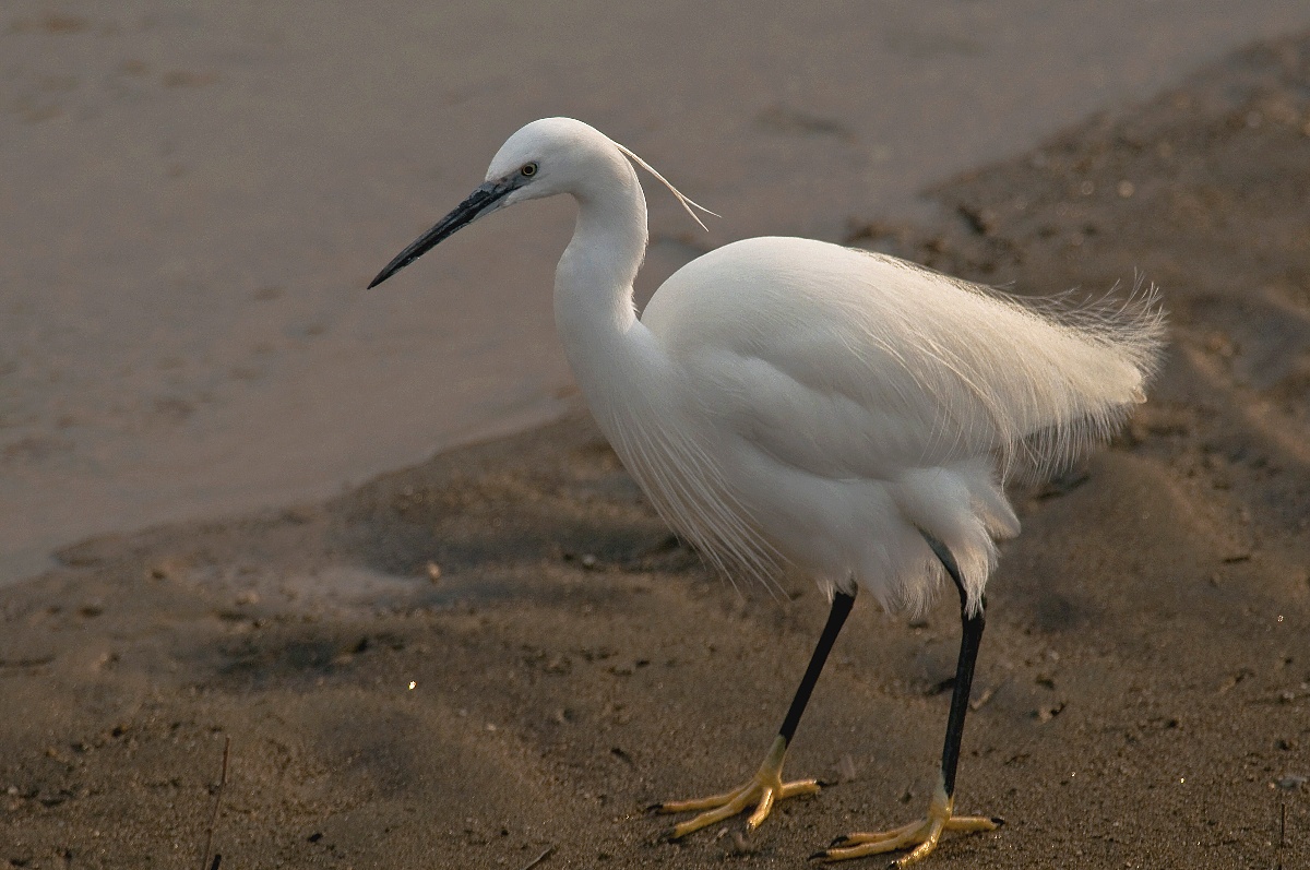 Egret