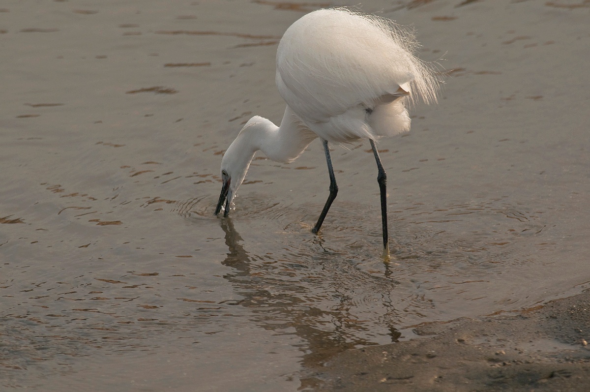 Egret fishing in