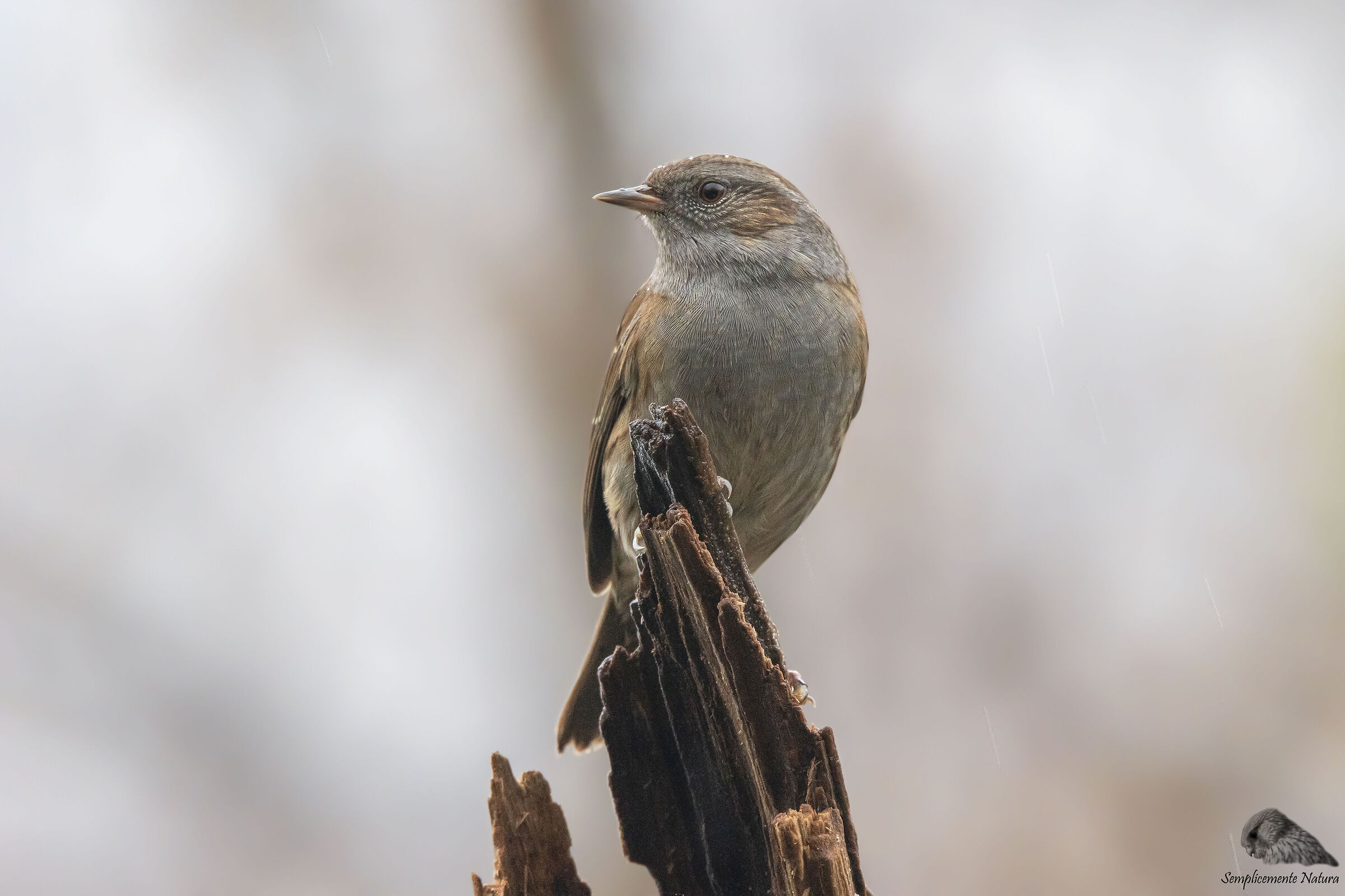 Flounder Scopaiola (Prunella modularis)