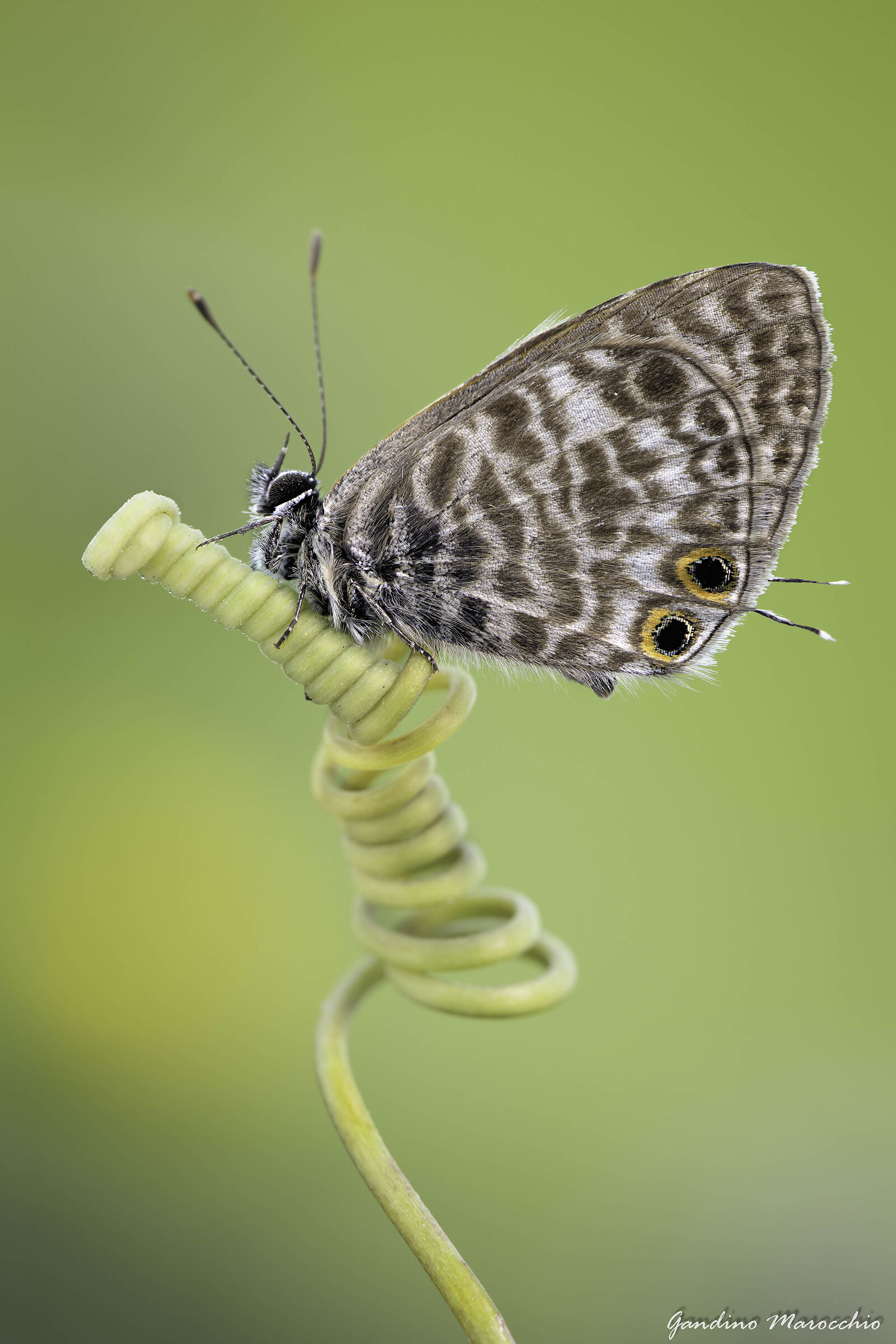 Leptotes Pirithous