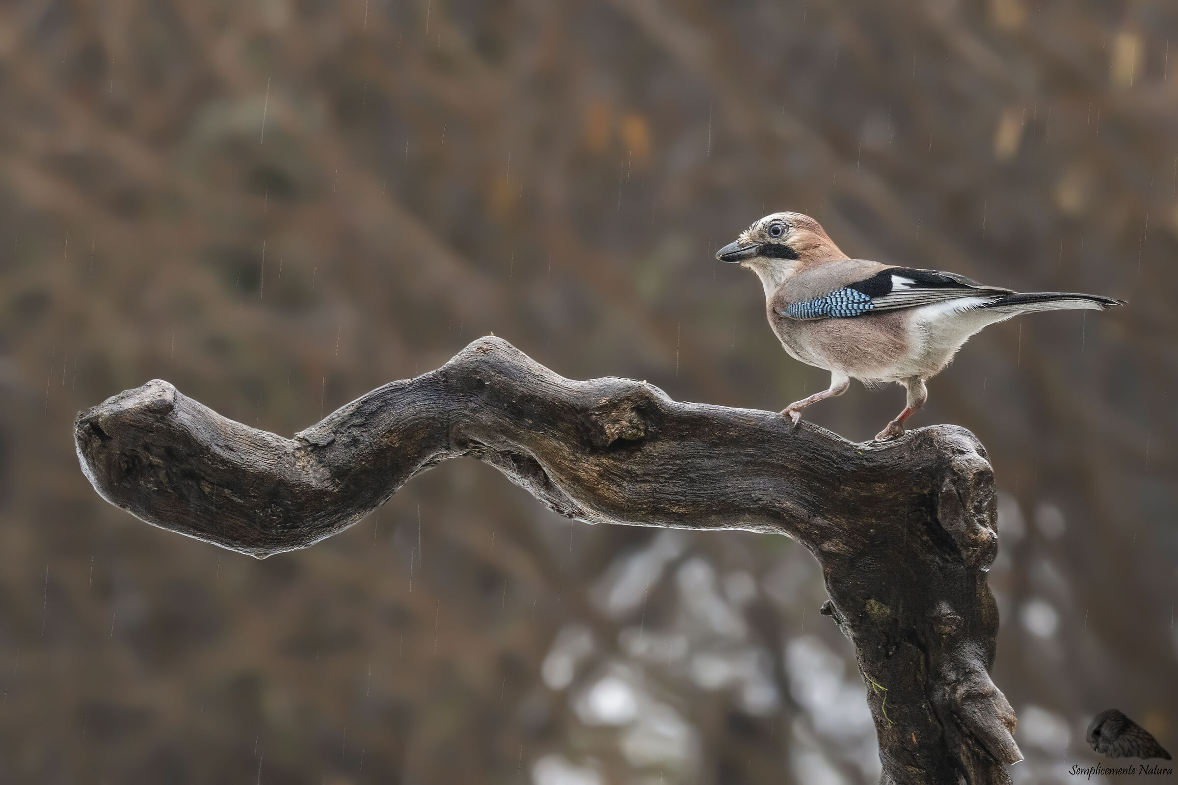 Jay (Garrulus glandarius)