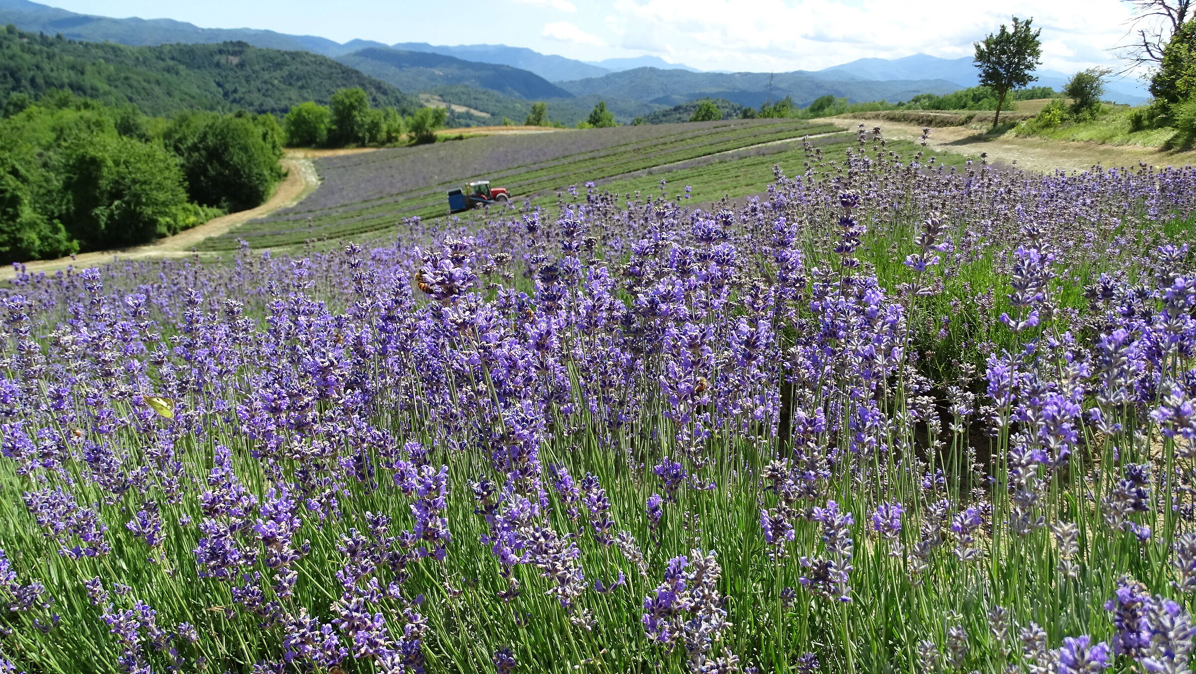 Lavanda in Langa