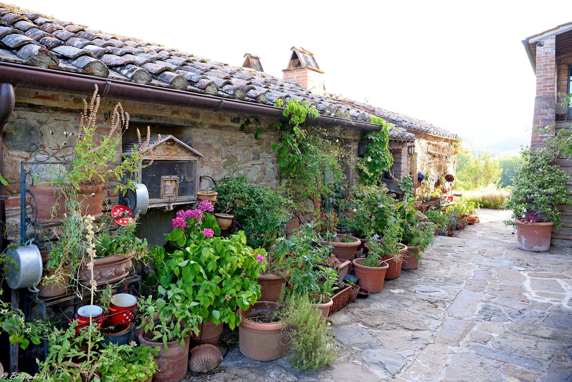 Among vegetable gardens, gardens and regular olive trees in ...