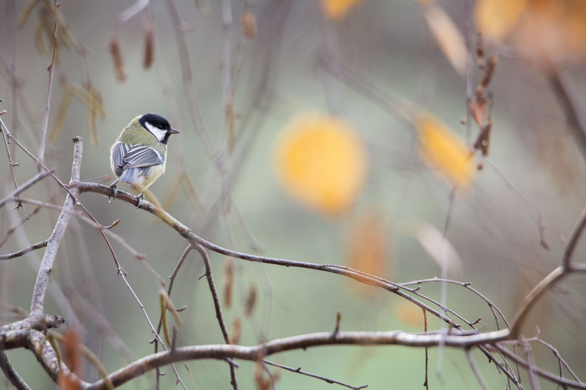 La cinciallegra e il pois giallo