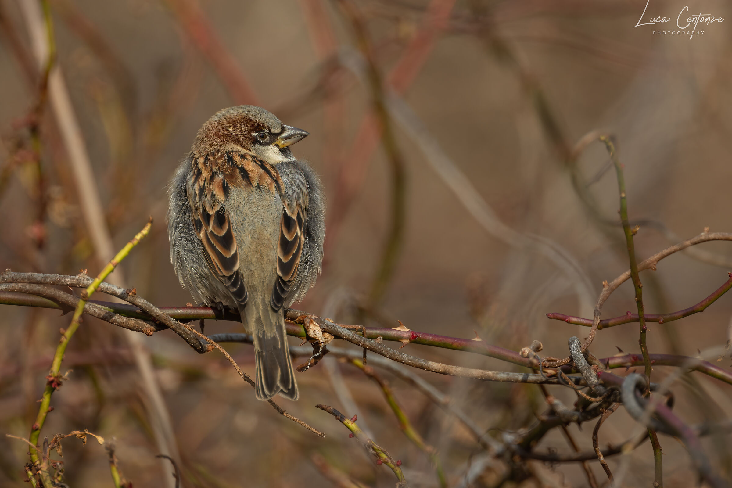 House Sparrow (Passer domesticus)