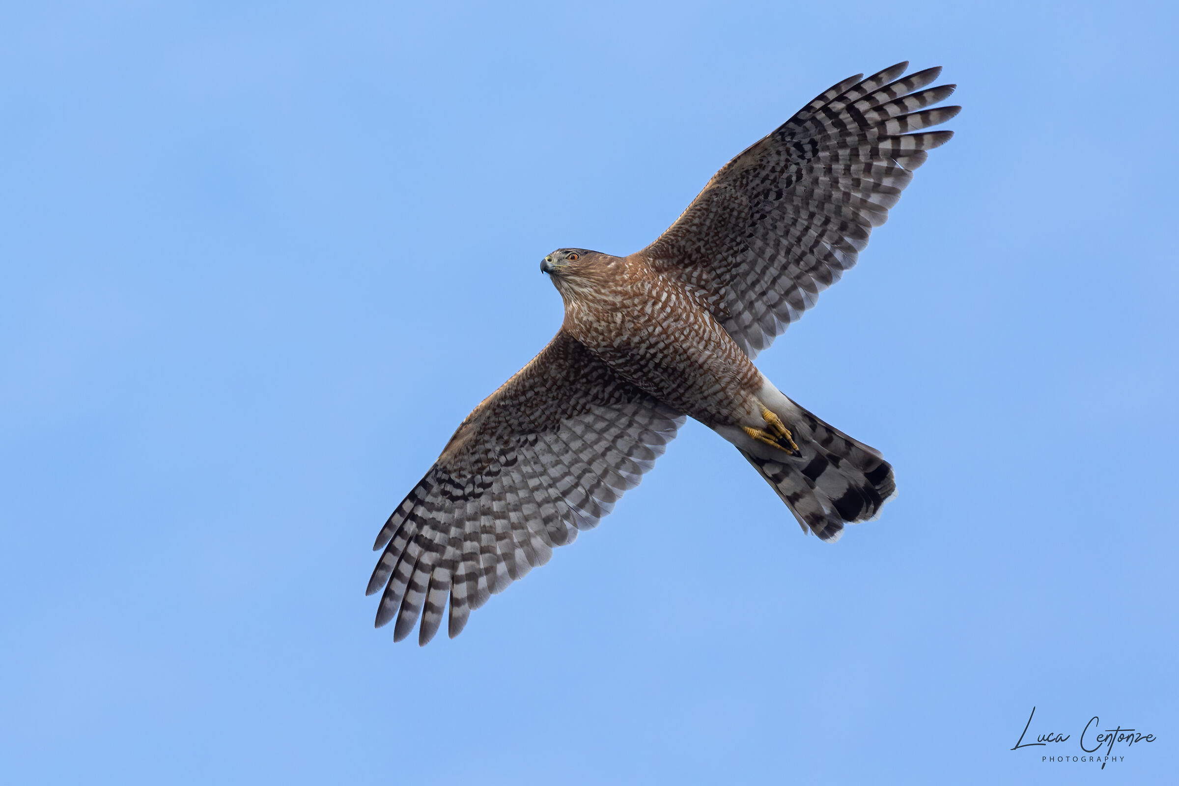 Cooper's Hawk (Accipiter cooperii)