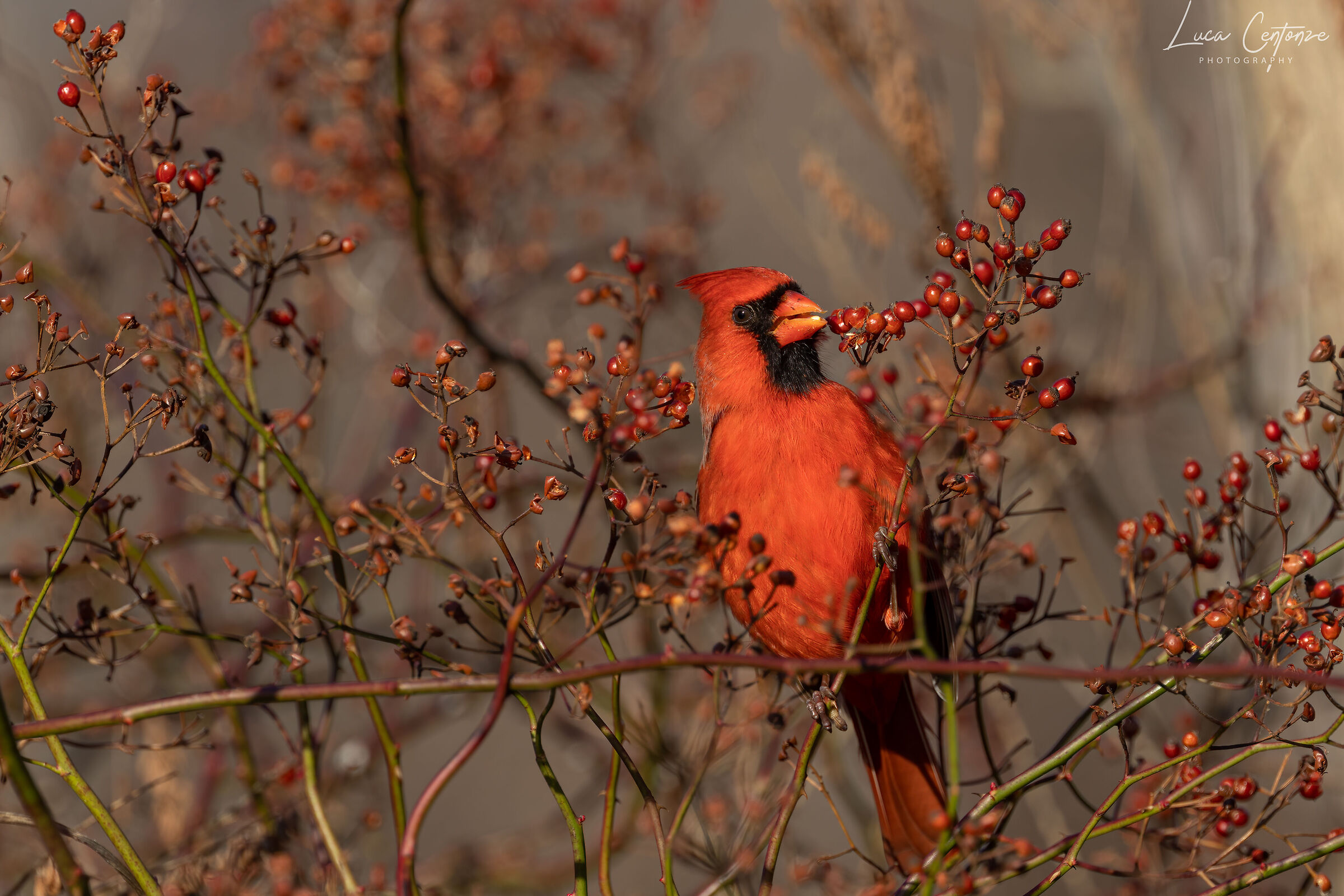Red Cardinal (Cardinalis cardinalis)