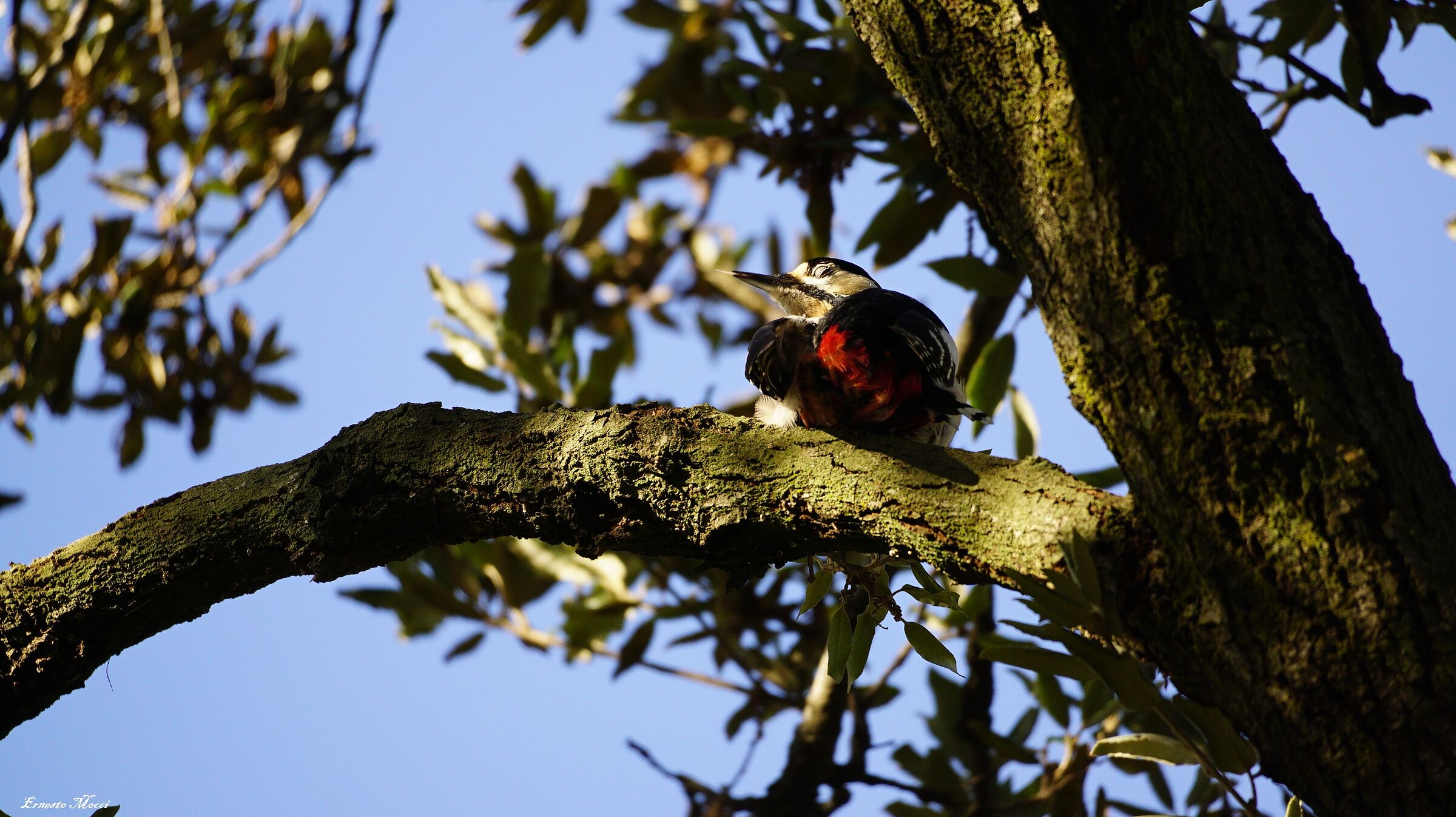 Hey! You! Merry Christmas 2020 ... if you like .....