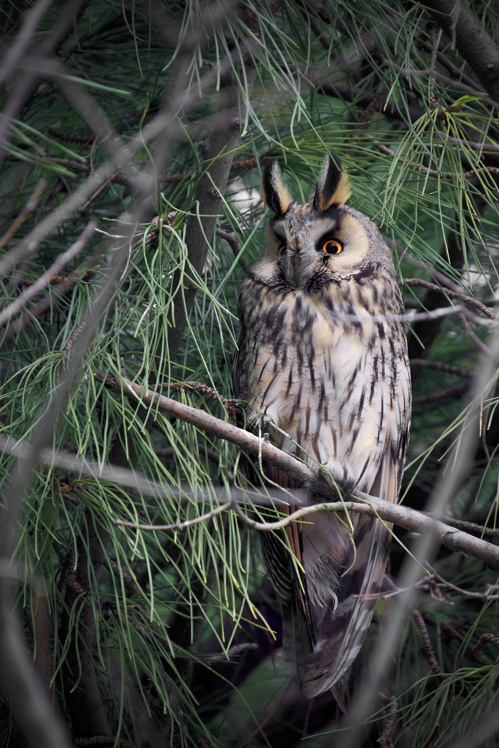 Common Owl