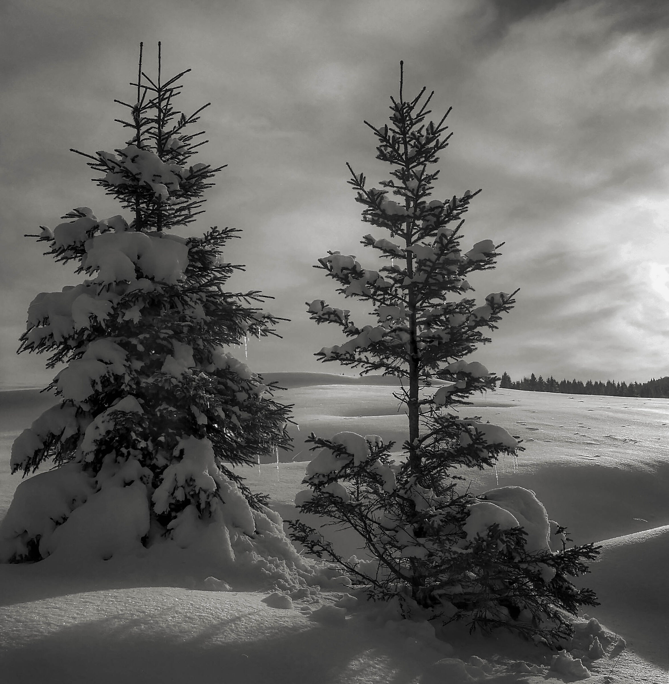 Piccoli abeti ai Fiorentini