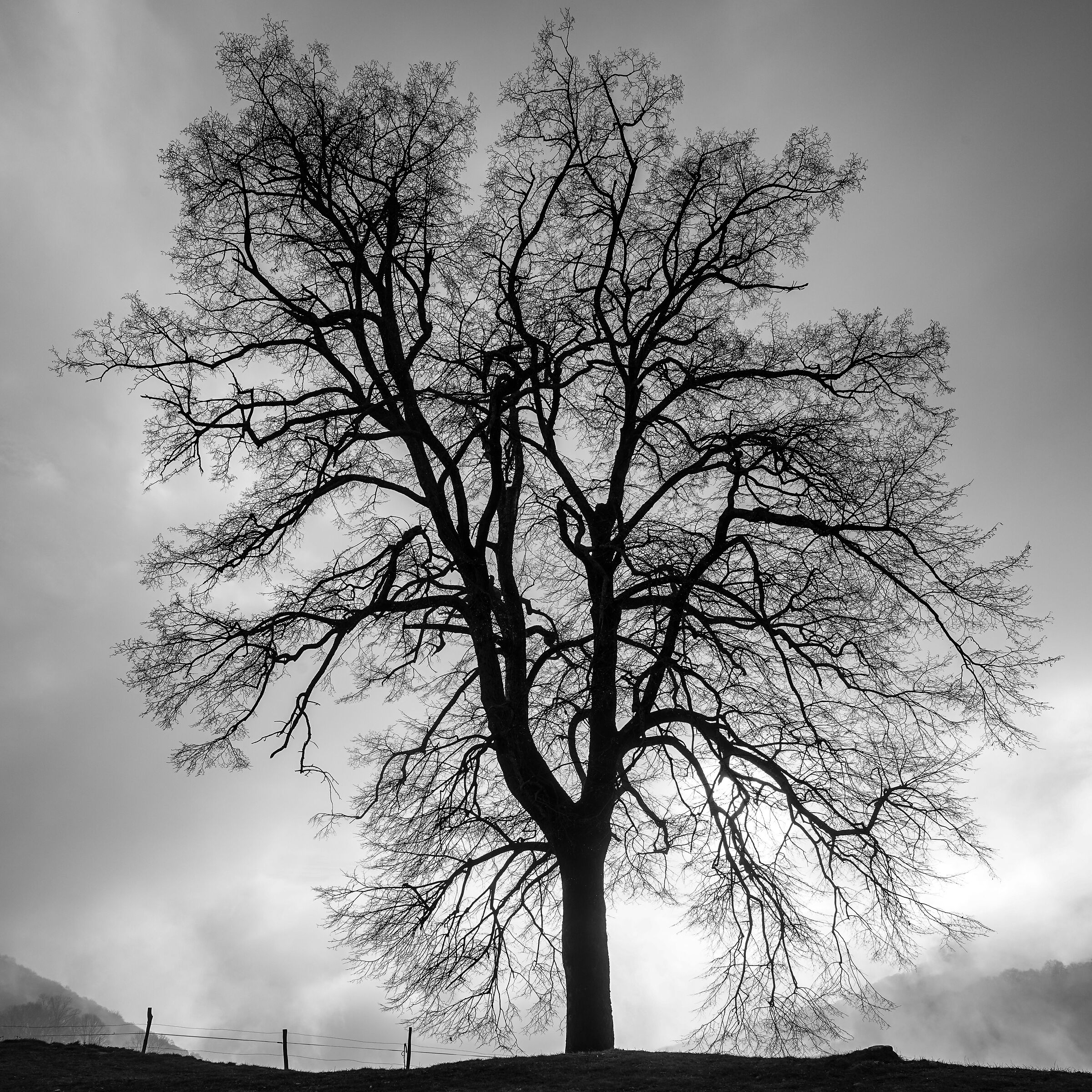 Beech