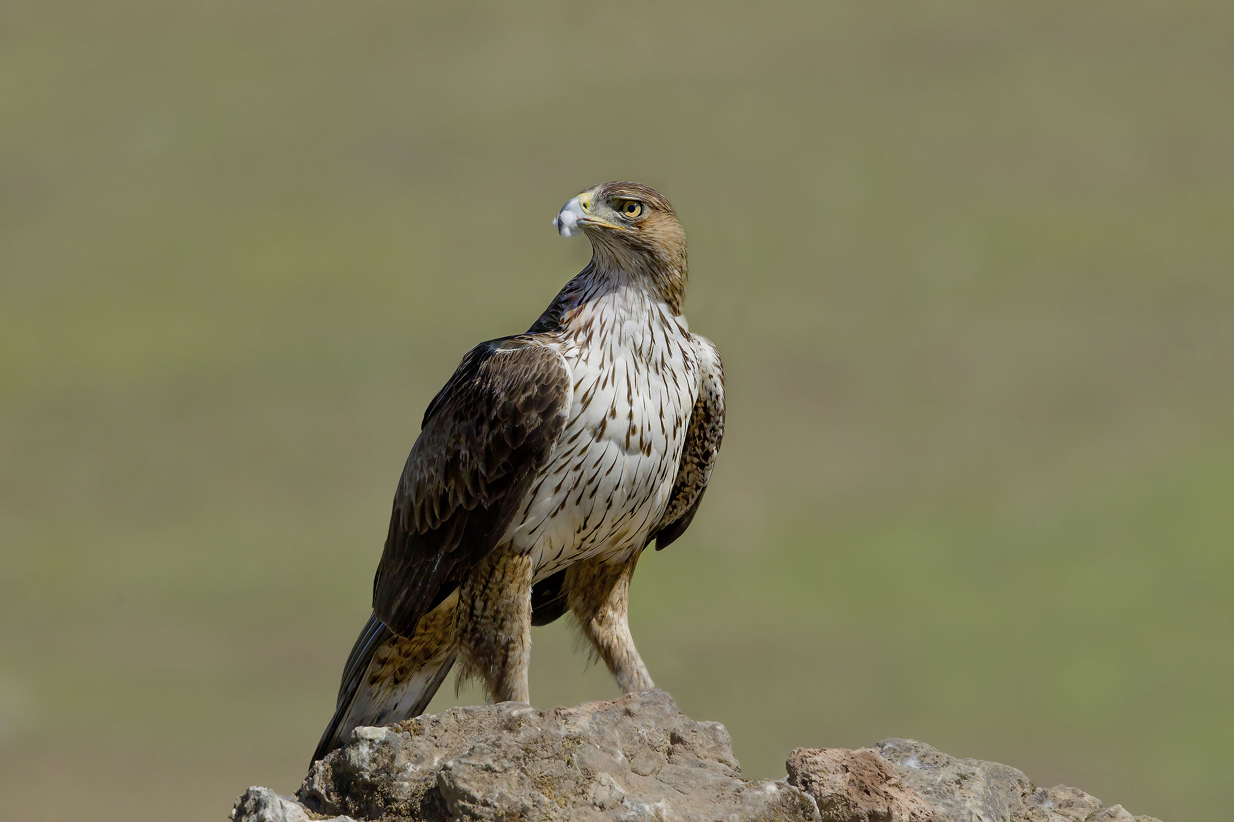 in cima al mondo, aquila del bonelli
