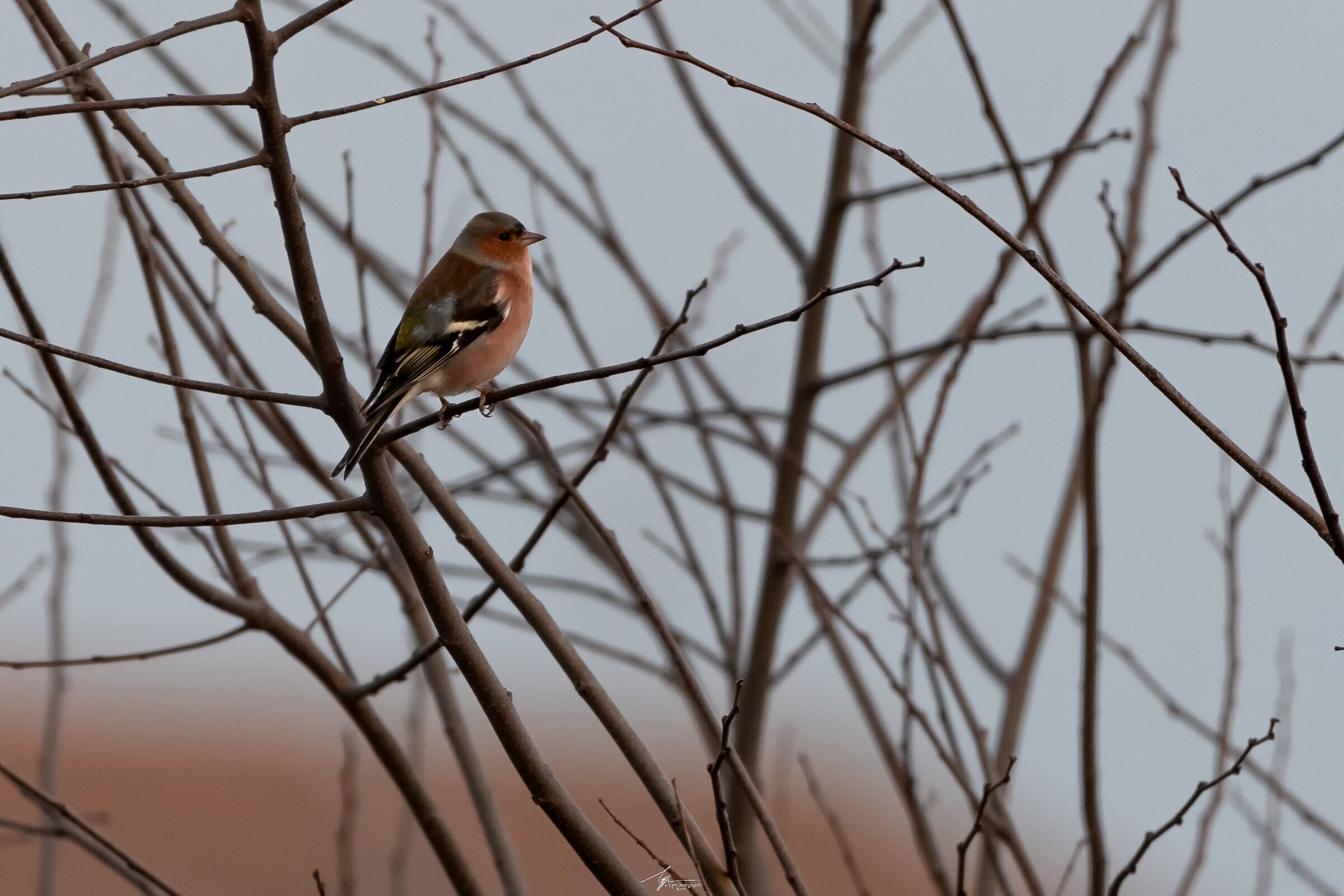 Fringuello (Fringilla Coelebs - L.)