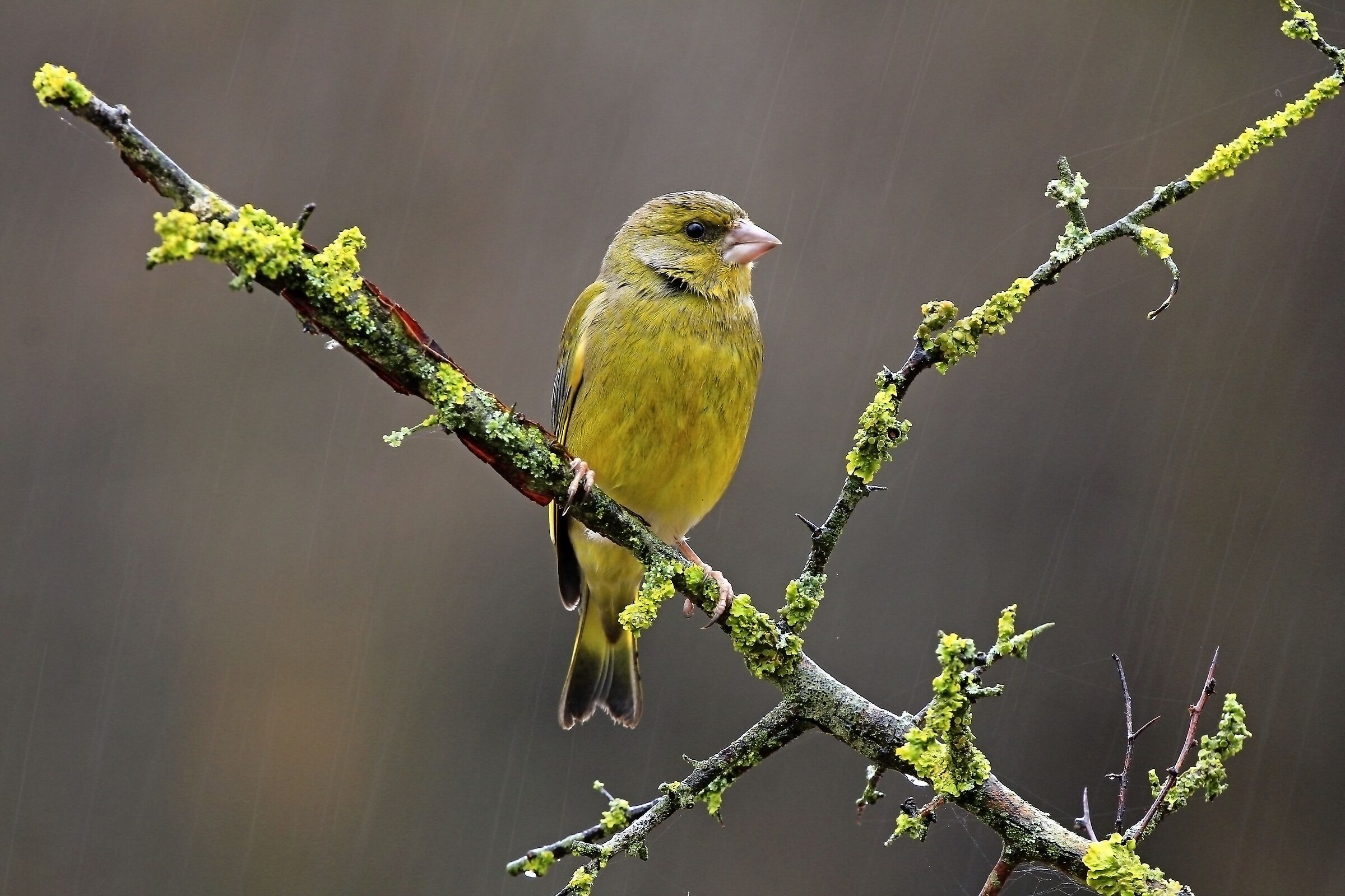 Piove. Auguri di buon natale carissimi