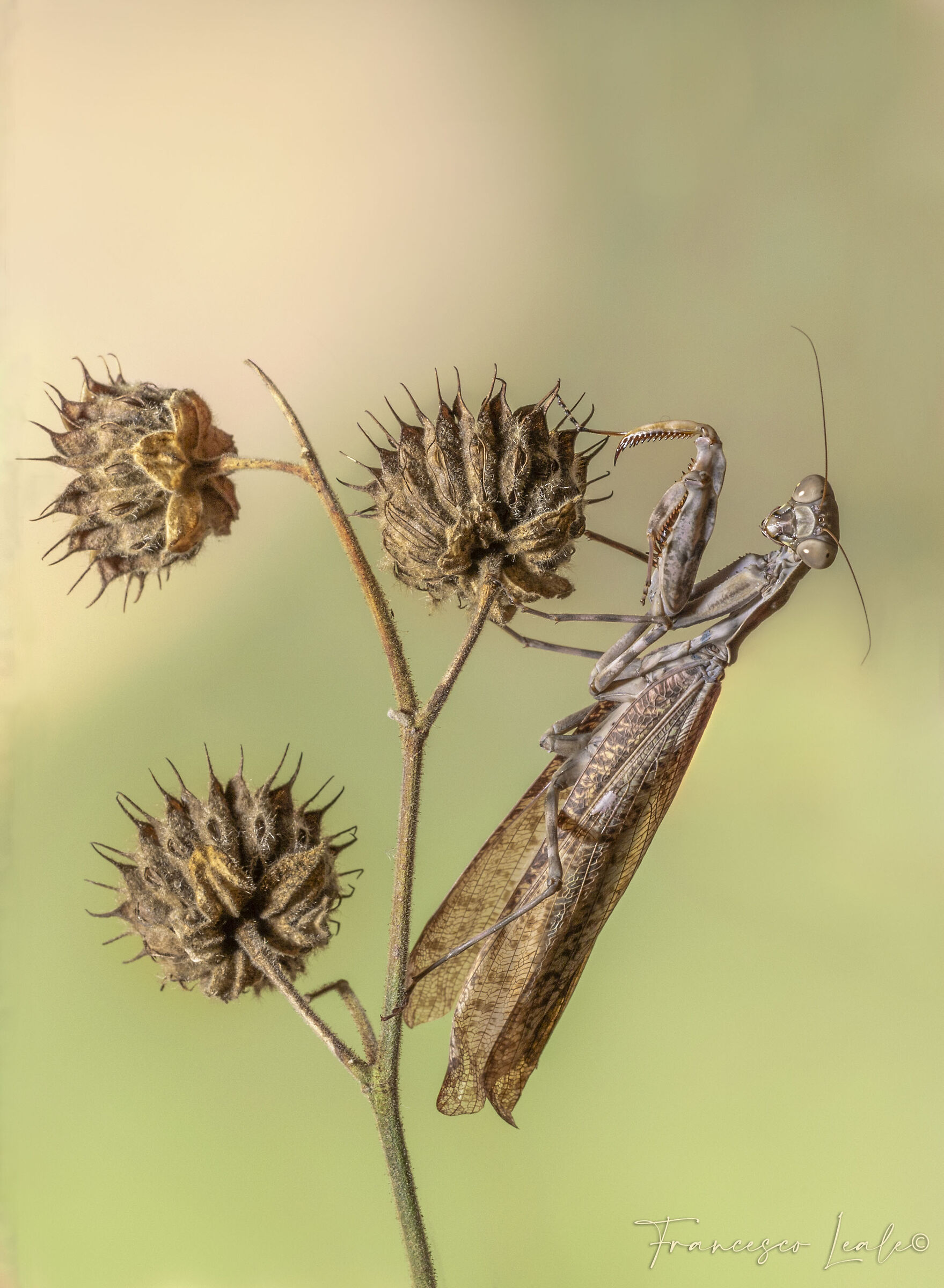 Pnigomantis Medioconstricta