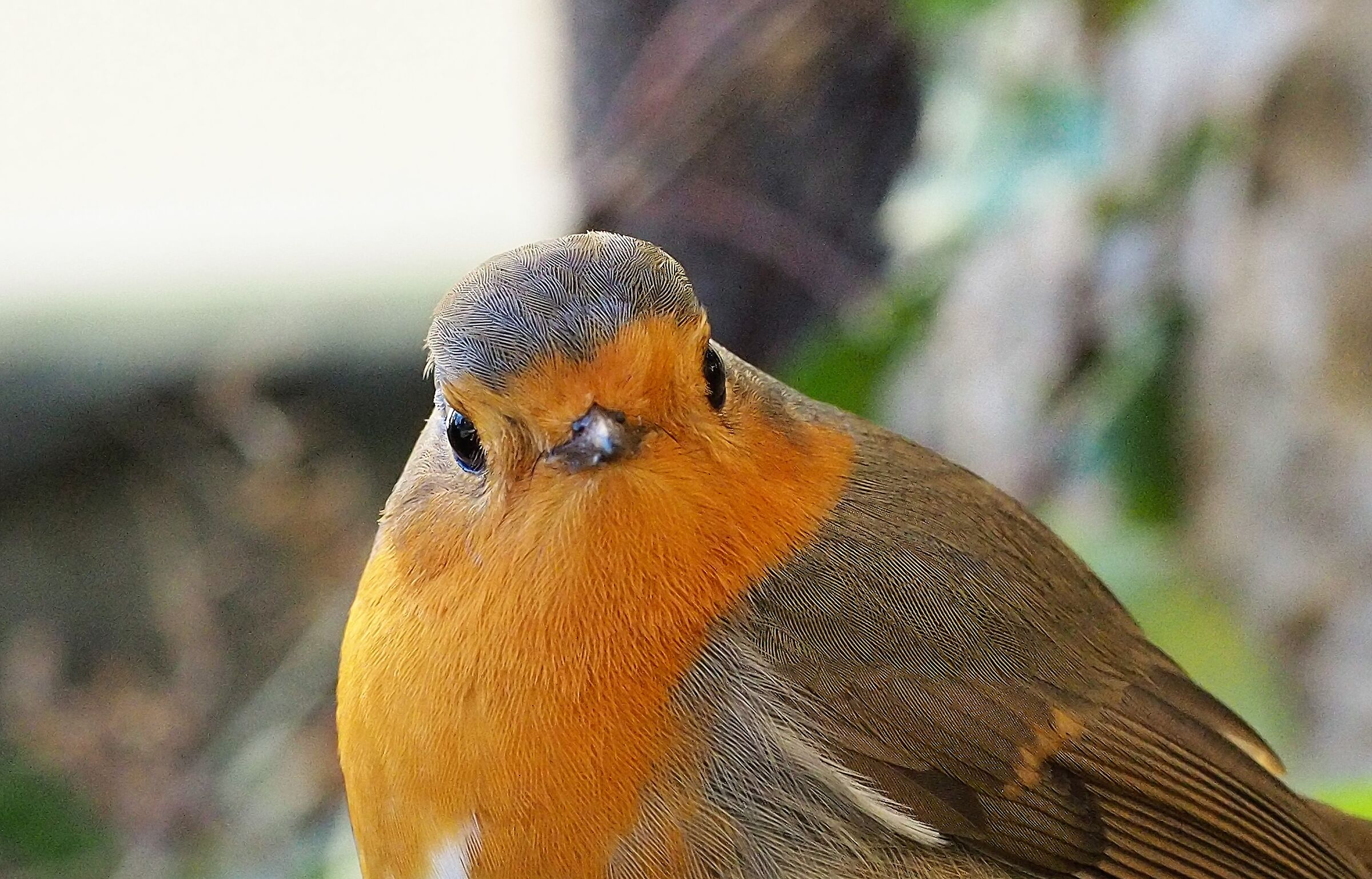 Pettirosso in giardino 2