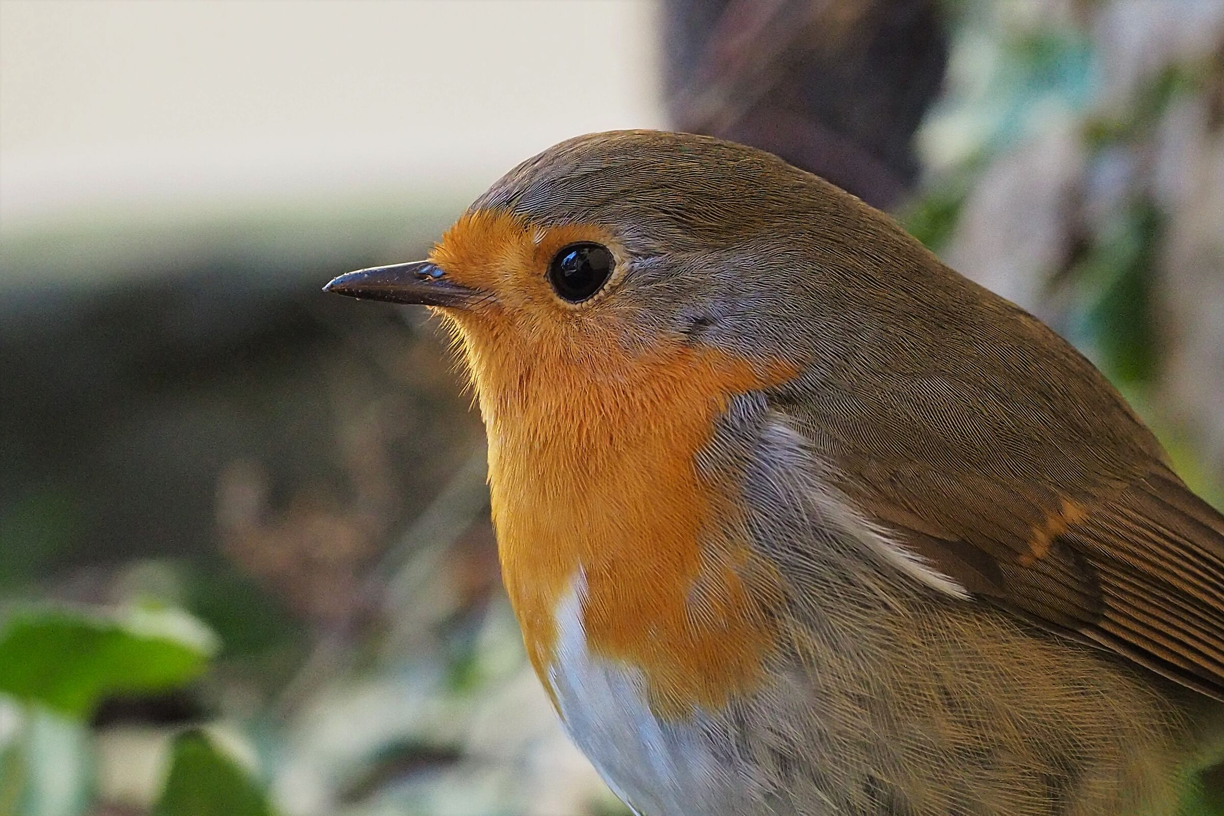Pettirosso in giardino 3