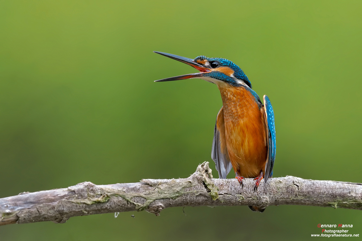 Martin pescatore (Alcedo atthis)